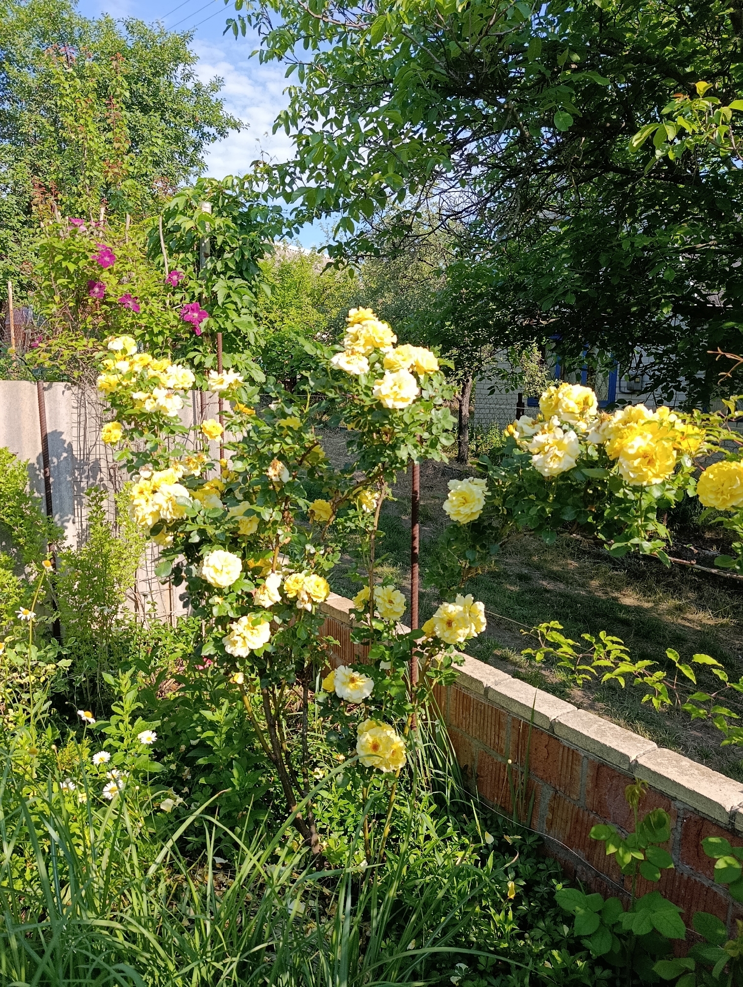 The image depicts a lush garden with blooming yellow roses and other flora, situated in the city of Bratske, Ukraine. The scene is dominated by a rose bush laden with numerous yellow flowers, some fully bloomed and others in bud. To the left of the rose bush, a concrete fence and a wire mesh fence are visible, with some purple flowers growing alongside them. Further back, a dense canopy of green trees provides a backdrop, with glimpses of a blue sky and scattered white clouds overhead. In the foreground, vibrant green grass and other smaller plants create a dense undergrowth. A low brick wall runs along the right side of the image, separating the garden from a pathway or lawn. The overall impression is one of a well-maintained and blooming garden under bright daylight.