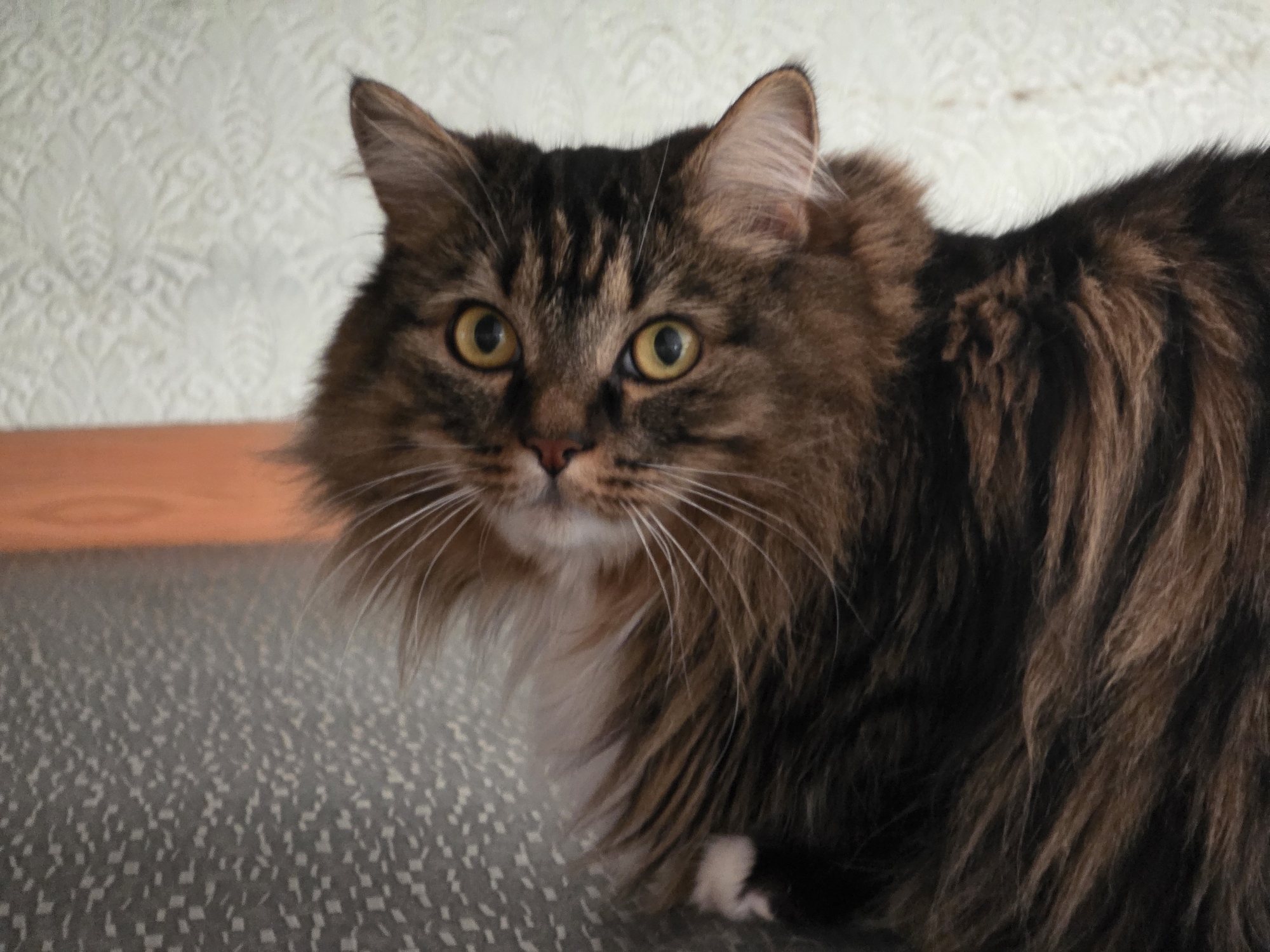 A medium shot captures a close-up of a long-haired tabby cat. The cat is positioned in the foreground, facing towards the viewer with its body angled to the right. Its fur is a mix of brown and black tabby stripes, with white fur on its chest and paws. The cat has bright yellow eyes and prominent white whiskers. In the background, a textured wallpaper with a floral pattern is visible, and a smooth, orange surface runs horizontally along the lower edge of the frame. The setting appears to be indoors, possibly a domestic environment. The cat's expression is alert and curious. There is no visible indication of the city of Omsk, Russia in the image.