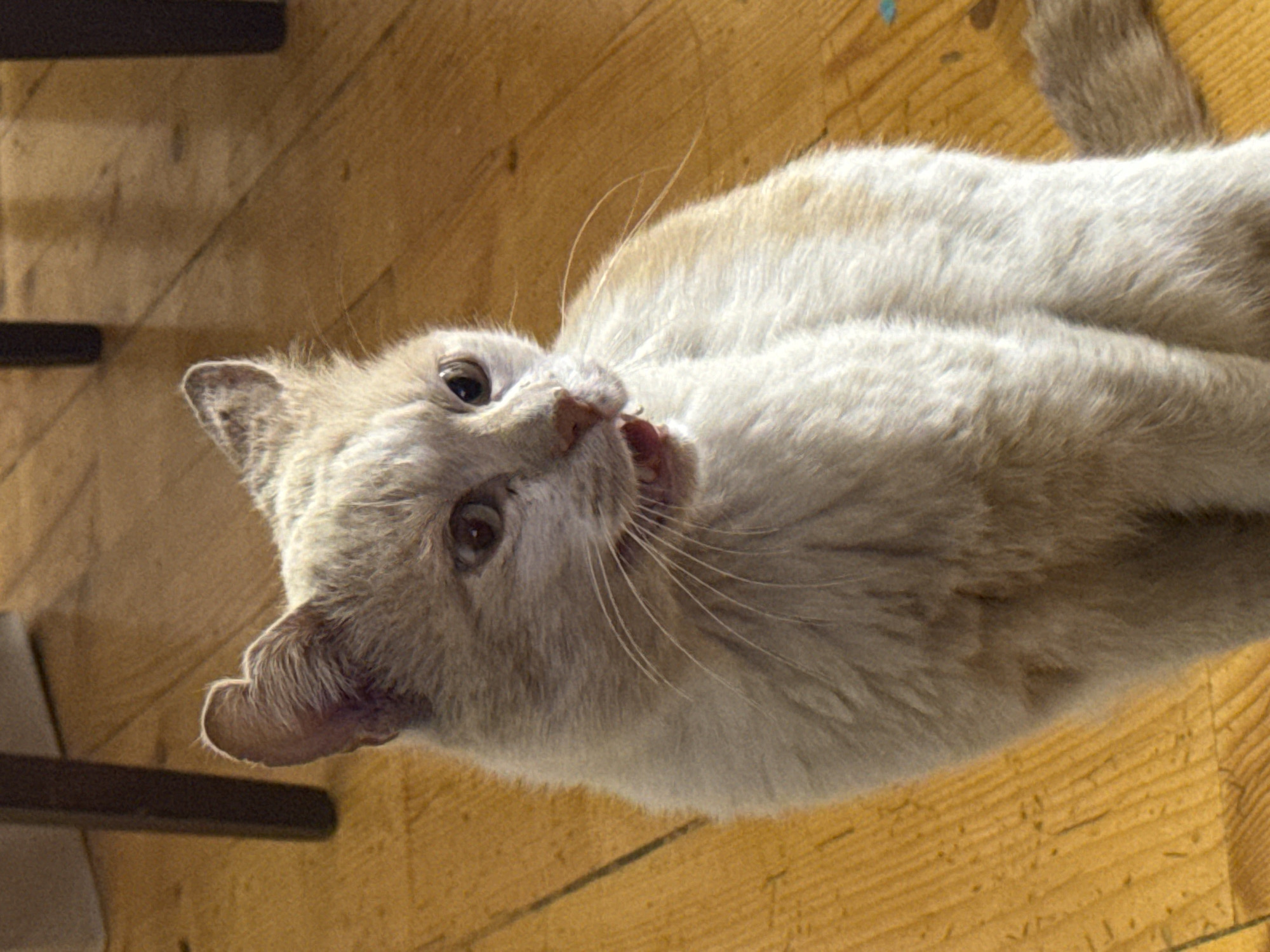 A fluffy, light-colored cat with tan patches and tattered ears sits on a wooden floor, appearing to be in distress or pain. Its mouth is open, exposing teeth and tongue, and its eyes are wide. The background is blurred, but suggests an indoor setting with wooden furniture and flooring. There is no indication of the specific location in Sofia, Bulgaria.
