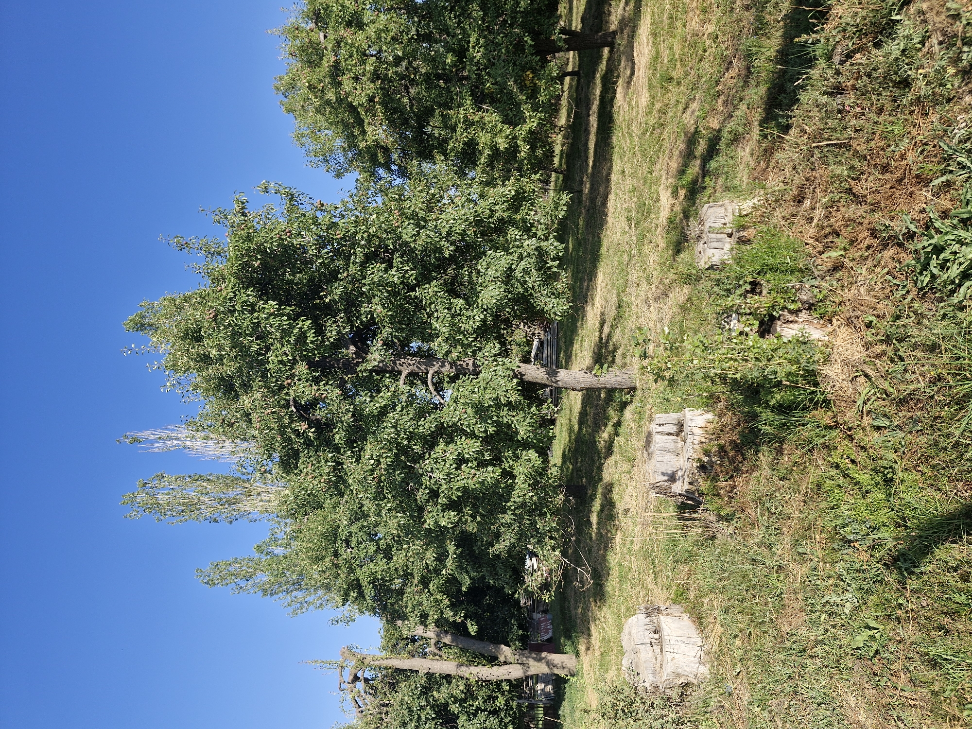 In Bulan-Segettu, Kyrgyzstan, an outdoor scene captures a small orchard on a clear day under a vibrant blue sky. The foreground is characterized by dry, yellowed grass interspersed with patches of green vegetation and several weathered tree stumps. The middle ground features a lush, mature tree with a full canopy of green leaves and visible fruit, casting shadows on the ground. To the left and right of this central tree are other fruit-bearing trees, some appearing older with gnarled branches. In the background, tall, slender trees with lighter foliage rise against the sky, suggesting a mixed forest or a variety of tree species. The overall impression is one of a well-established, albeit somewhat unkempt, natural landscape. There are no people or animals present in the image.