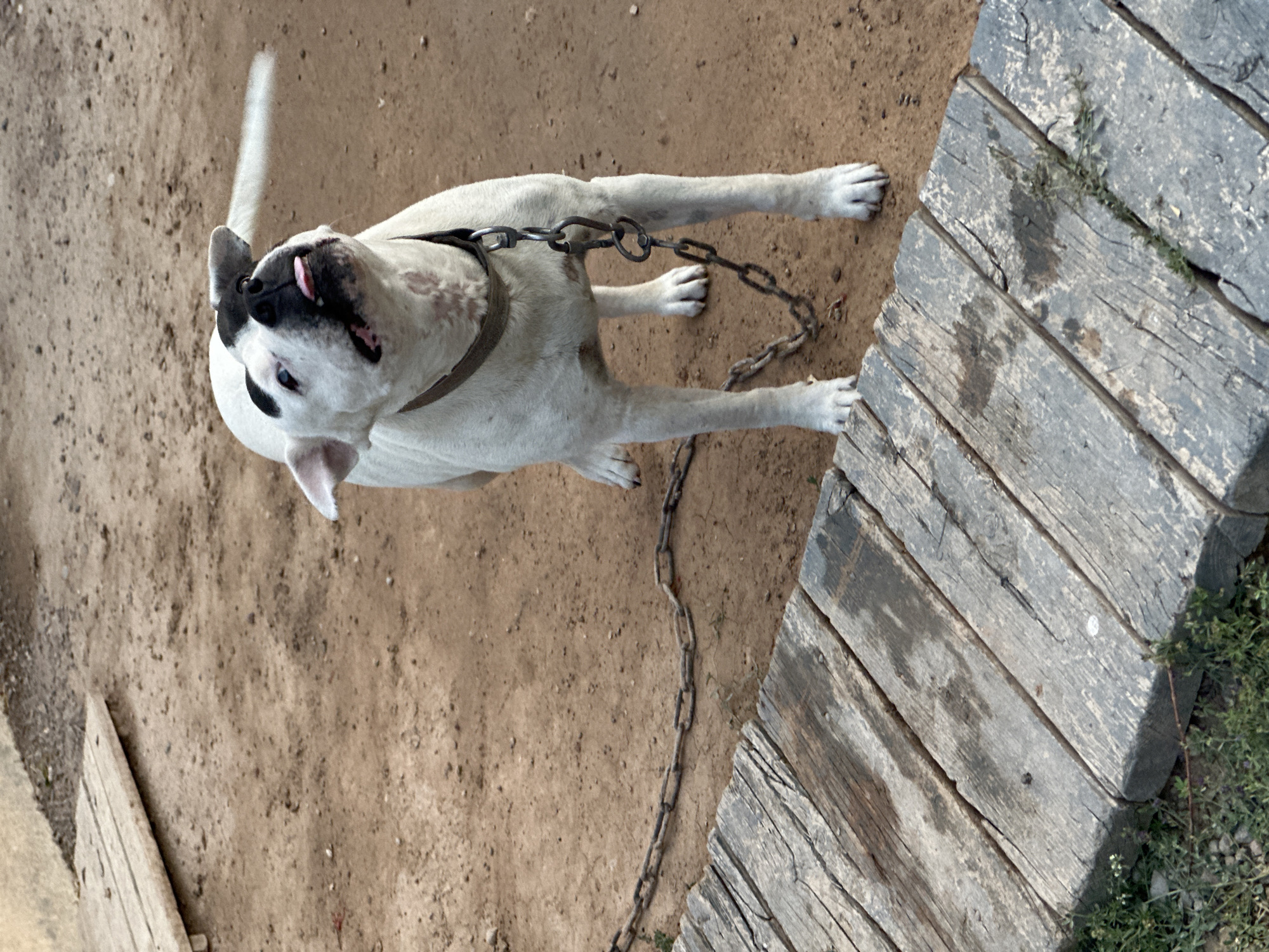A white dog with black markings on its face is standing in a dusty, outdoor area in Sasbaga, Uzbekistan. The dog is leashed to a chain, which is connected to a collar around its neck. The dog is looking up and to the right with its tongue sticking out. In the foreground, there is a wooden walkway made of several planks. The ground is dirt and gravel. There is some sparse vegetation to the left of the walkway. The background is out of focus but appears to be more of the dusty ground.