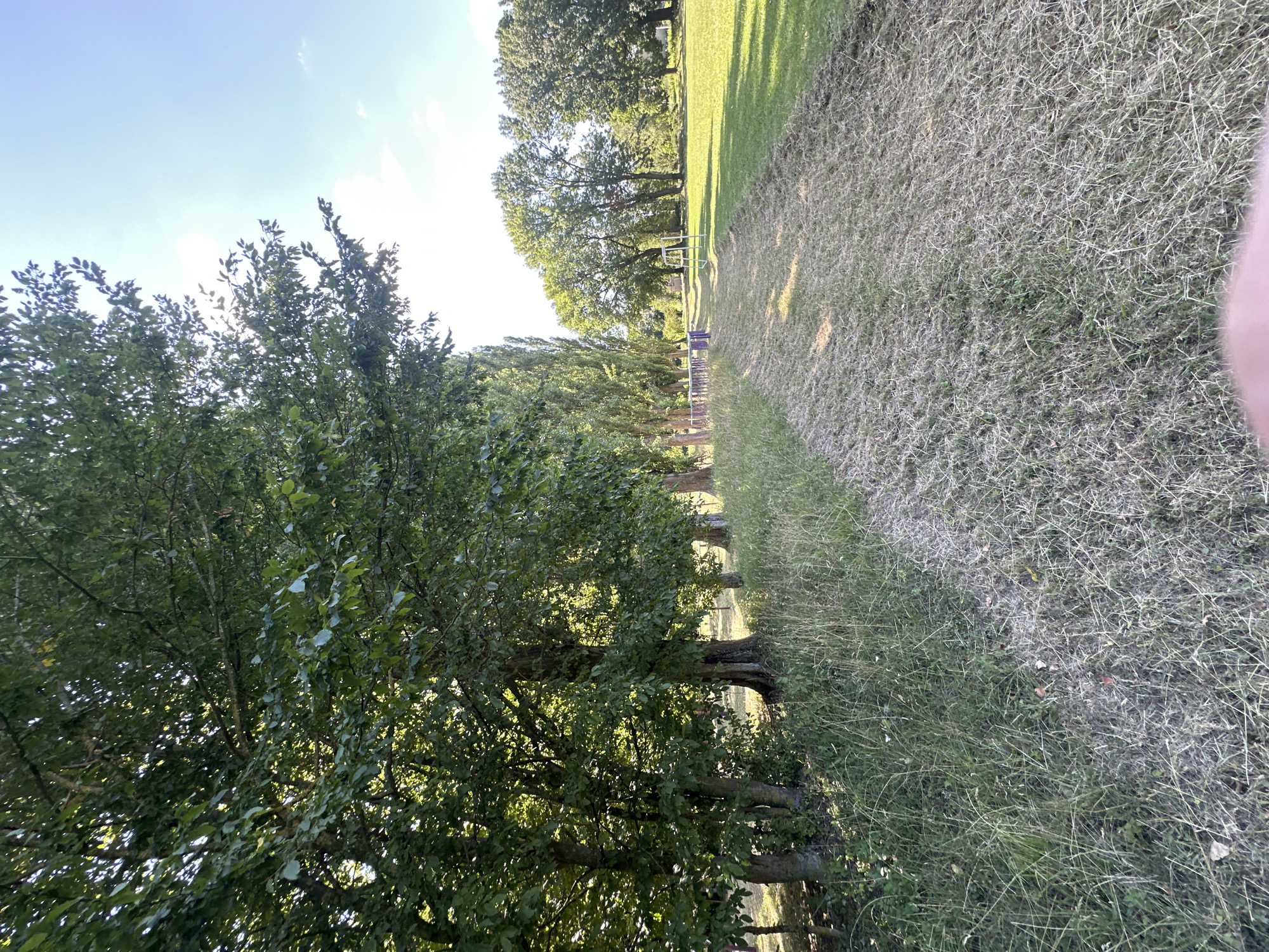 The image depicts a park-like setting with a pathway of mown grass leading into the distance. To the left, a dense line of mature trees with green foliage creates a shaded area. Tall, slender trees stand further back on the left, interspersed with wider, mature trees on the right. In the mid-ground, a row of purple and white benches is visible, and a white A-frame structure, possibly a small goal or swing set, is present on the right side of the path. The ground is covered in grass, with some areas appearing dry and mown. The sky is clear and blue with a few scattered clouds. Based on the information provided, this scene is located in Makiv, Ukraine.
