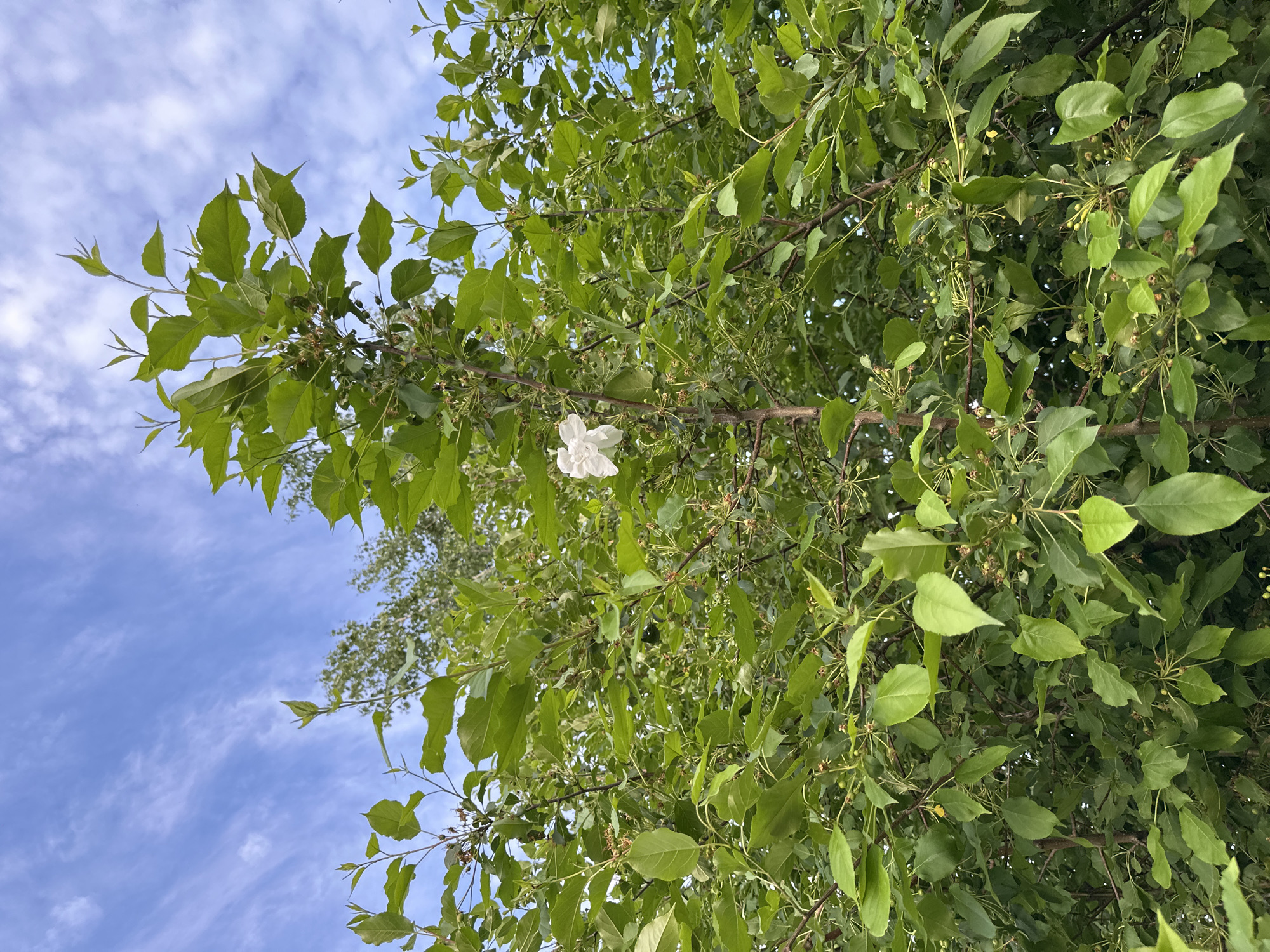 The image shows a tree with green leaves and a single white flower against a blue sky with wispy clouds. The tree branches are visible, some bearing small green fruits. The location is Unknown, Unknown.