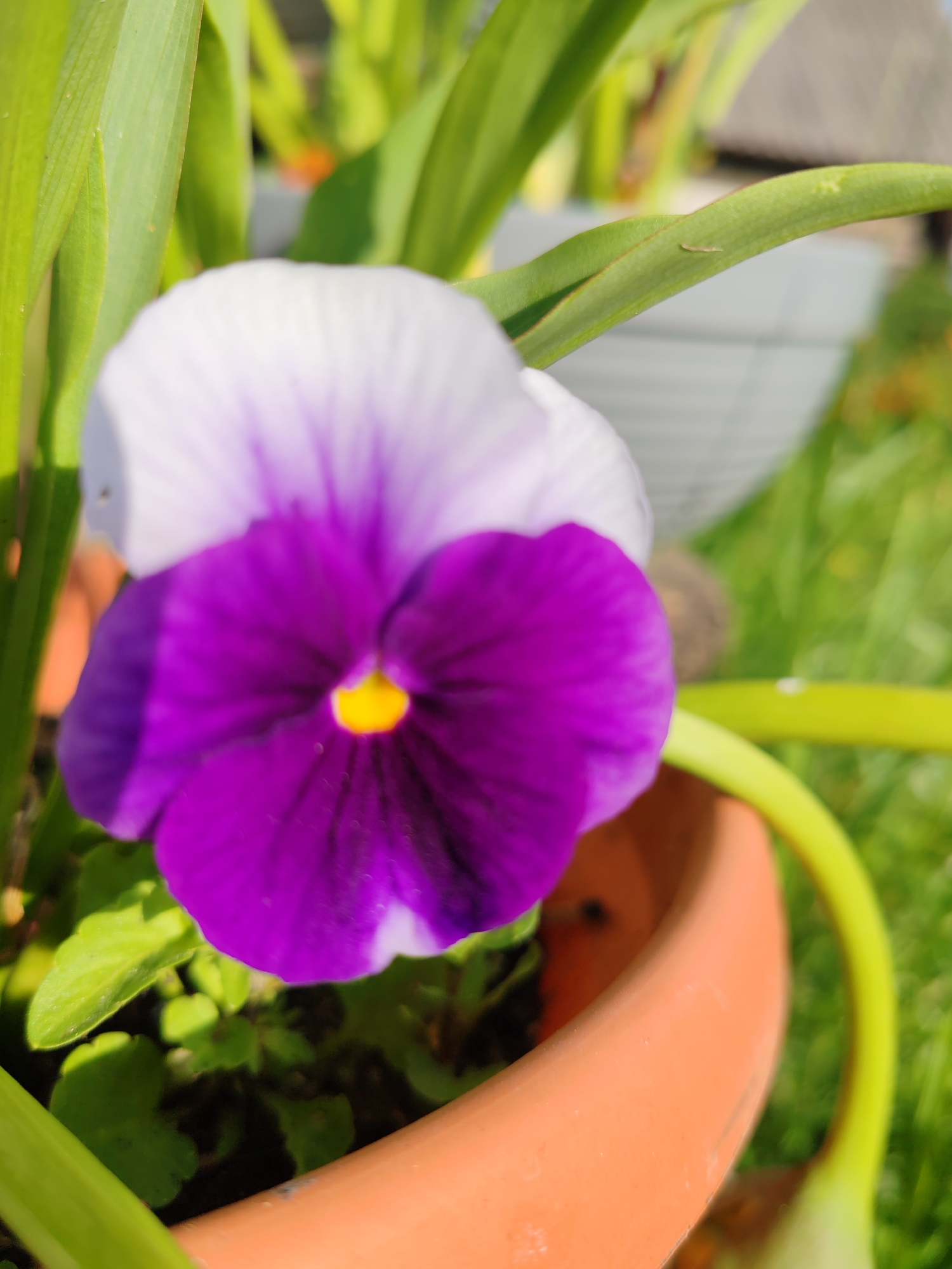 A close-up, slightly blurred photograph shows a single pansy flower with purple lower petals and white upper petals. The flower has a bright yellow center. It is planted in a terracotta pot filled with dark soil and green leaves. The pot is sitting on a patch of green grass, with other green foliage and a blurry gray object in the background. The lighting suggests it is daytime. The location is unknown.