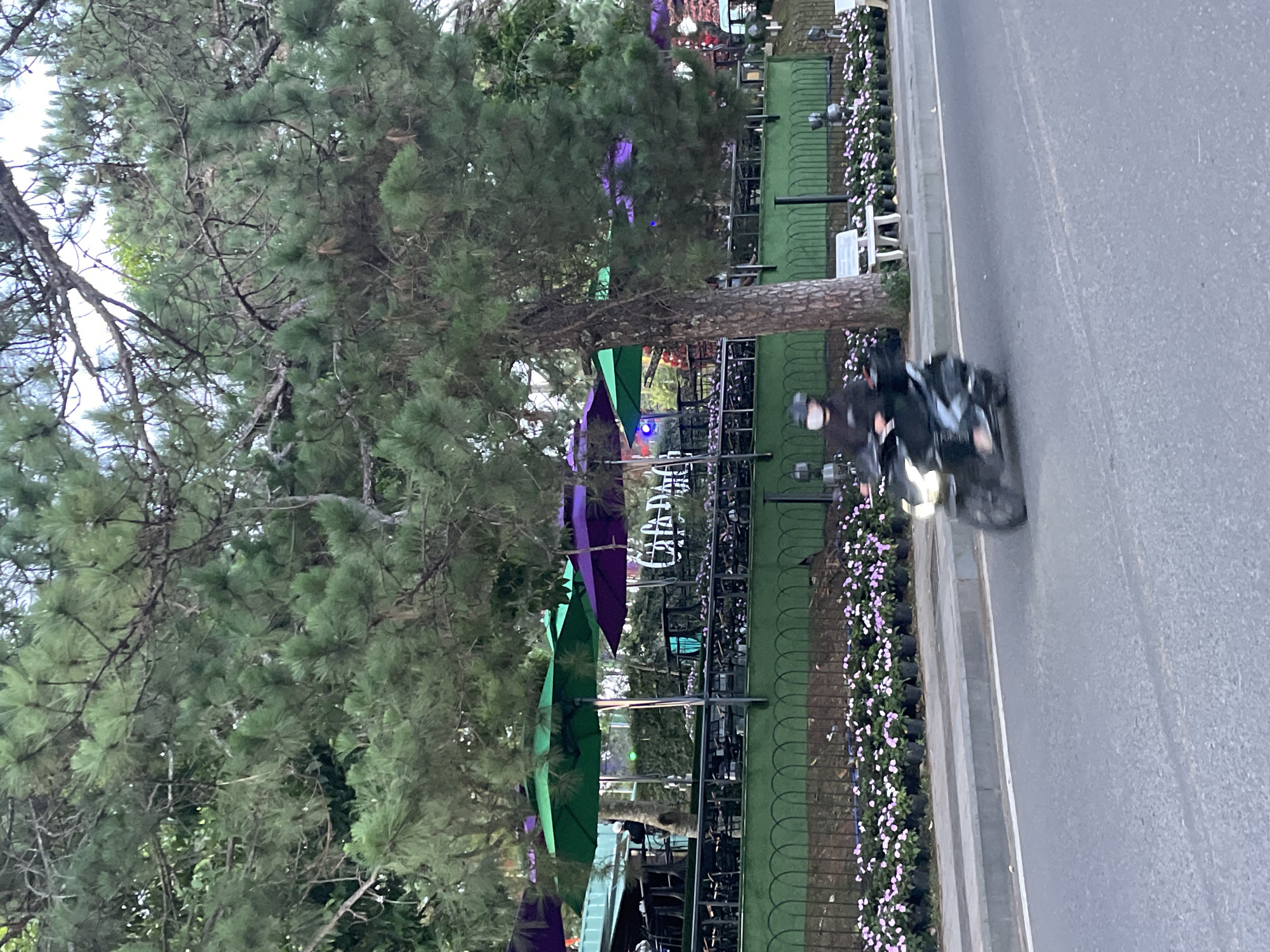 This image depicts a roadside scene in Phường Xuân Hương - Đà Lạt, Vietnam, characterized by dense vegetation, an outdoor cafe, and a moving vehicle.
The upper portion of the frame is dominated by the dense foliage and branches of numerous large conifer trees, likely pine trees, with lighter sky visible through gaps in the canopy. A thick, dark-barked tree trunk rises centrally on the right side of the image, partially obscuring the background.
Below the tree canopy, an outdoor dining establishment is visible on the left and center-left. This area features multiple terraces shaded by large patio umbrellas, predominantly green and purple. Numerous dark-colored tables and chairs are arranged on these levels. A continuous green barrier or wall, topped with a black metal fence, runs along the front of the establishment. Behind this fence, rows of small, potted plants displaying pink or light purple flowers are arranged. A large, illuminated sign with decorative white lettering, appearing to read "Cafe DaLat" or similar, is partially visible in the background, framed by umbrellas and foliage.
In the foreground, an asphalt road stretches horizontally across the lower third of the image. A solid white line delineates the edge of the road. Parallel to the road, a concrete curb separates it from a narrow sidewalk. Along the edge of a raised embankment behind the sidewalk, additional rows of potted pink or light purple flowers are arranged. A white park bench is visible on the sidewalk behind the prominent tree trunk.
A person wearing a dark jacket, dark pants, a white face mask, and a helmet is riding a dark-colored scooter from left to right on the asphalt road. Both the rider and the scooter exhibit significant motion blur, indicating movement. The scooter's headlight is illuminated.