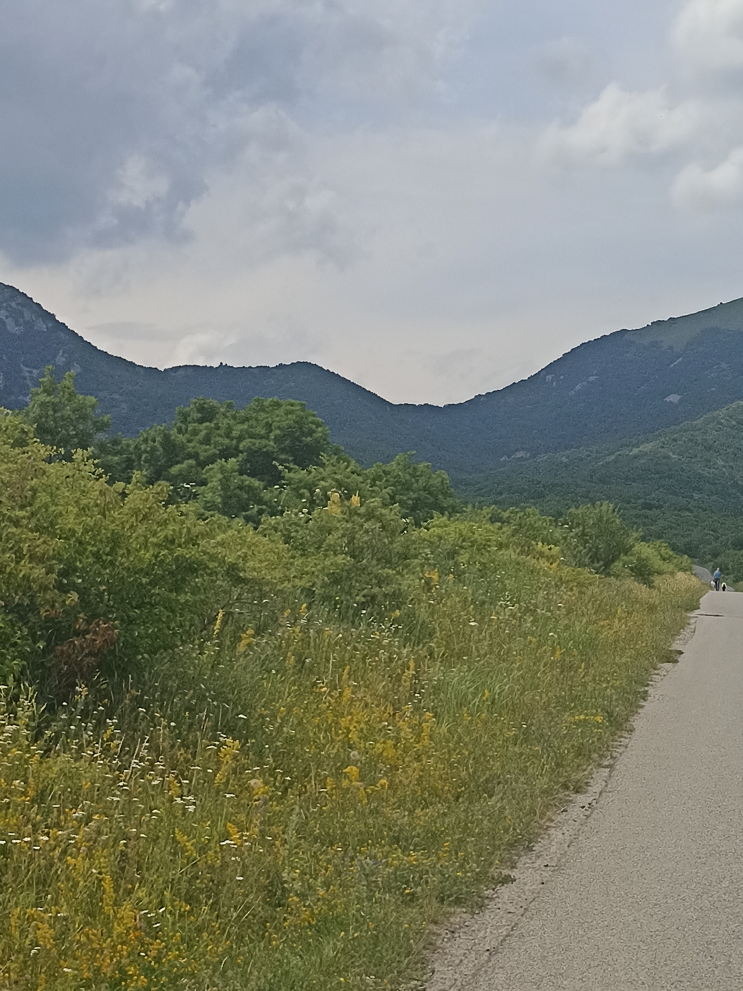 The image depicts a scenic mountain landscape under a cloudy sky. In the foreground, a paved road curves to the right, bordered by a lush meadow filled with green grass and scattered yellow and white wildflowers. The road is empty except for two figures in the distance on the right side, one appearing to be a person walking a dog. Behind the meadow, a dense forest of green trees stretches across the middle ground, transitioning into the dark, undulating slopes of mountains that dominate the background. The mountains have a rugged, forested appearance, with the highest peaks silhouetted against the overcast sky. The overall impression is one of a natural, outdoor setting, possibly a hiking or cycling path near a mountainous region. Given the context provided, this scene is identified as being located in the city of Lermontov, Russia, a region known for its natural beauty and proximity to the Caucasus Mountains.