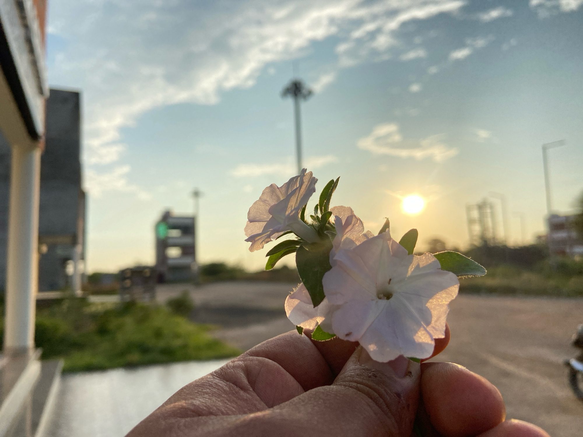 A close-up shot captures a hand holding two light-colored petunia flowers against a blurred background of a sunset sky and the cityscape of Mohali, India. The sun, a bright orb, is visible in the upper right quadrant of the sky, casting a warm glow. In the distance, a tall, slender tower-like structure stands prominently, possibly a light tower or telecommunications mast. To the left of the frame, the edge of a building with white pillars is visible, suggesting an urban or semi-urban environment. The ground appears to be unpaved, with patches of green grass. The overall impression is that of a serene, end-of-day scene in Mohali.