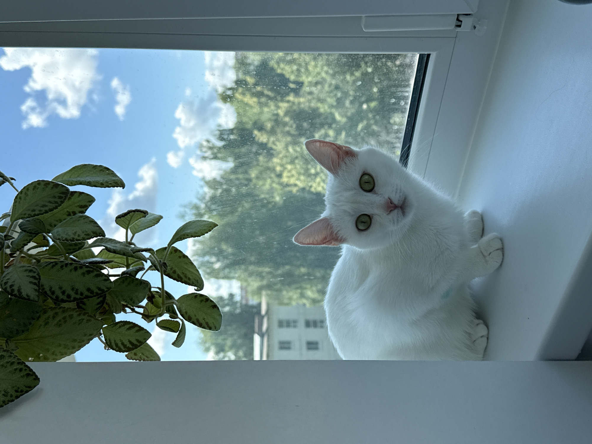 A white cat with green eyes is sitting on a white windowsill, looking directly at the camera. Behind the cat is a window with a view of trees and a building. A green plant hangs from the top left of the image, partially obscuring the view. The sky is blue with white clouds. The scene appears to be indoors, with the cat positioned in front of a window.