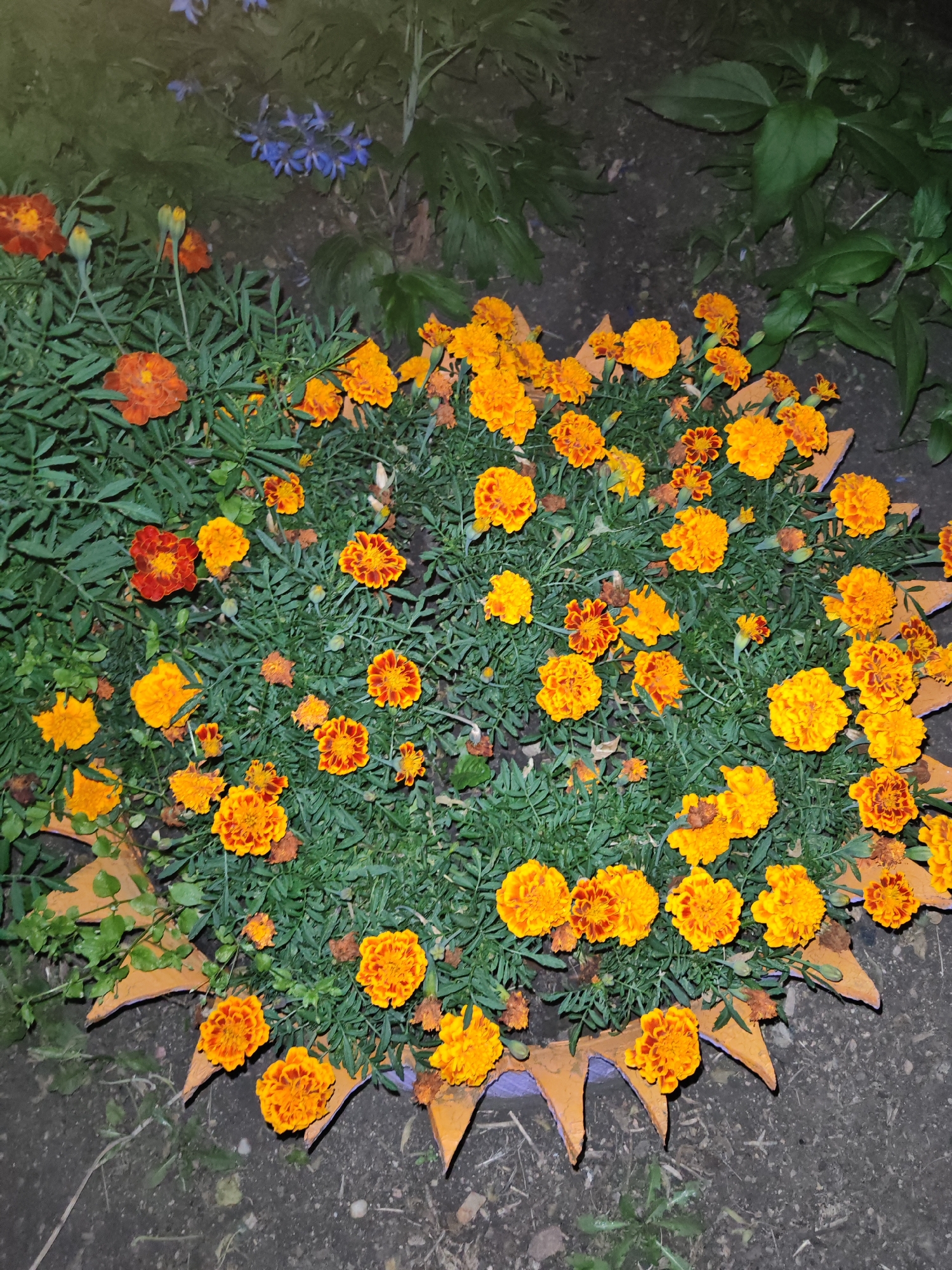 A close-up, ground-level shot captures a circular arrangement of vibrant marigolds in various shades of orange and yellow. The flowers are densely packed, with feathery green foliage forming a lush carpet. Interspersed are a few deep red marigolds, adding contrast to the predominantly warm tones. Around the perimeter of the floral display, a decorative border made of light brown, pointed elements adds a stylistic touch. The background consists of dark, dry soil and blurred greenery, suggesting an outdoor setting, possibly a garden or park. There are no people or animals visible in the image. The lighting is dim, giving the scene a slightly nocturnal or twilight ambiance. The location is identified as Kokshetau, Kazakhstan.