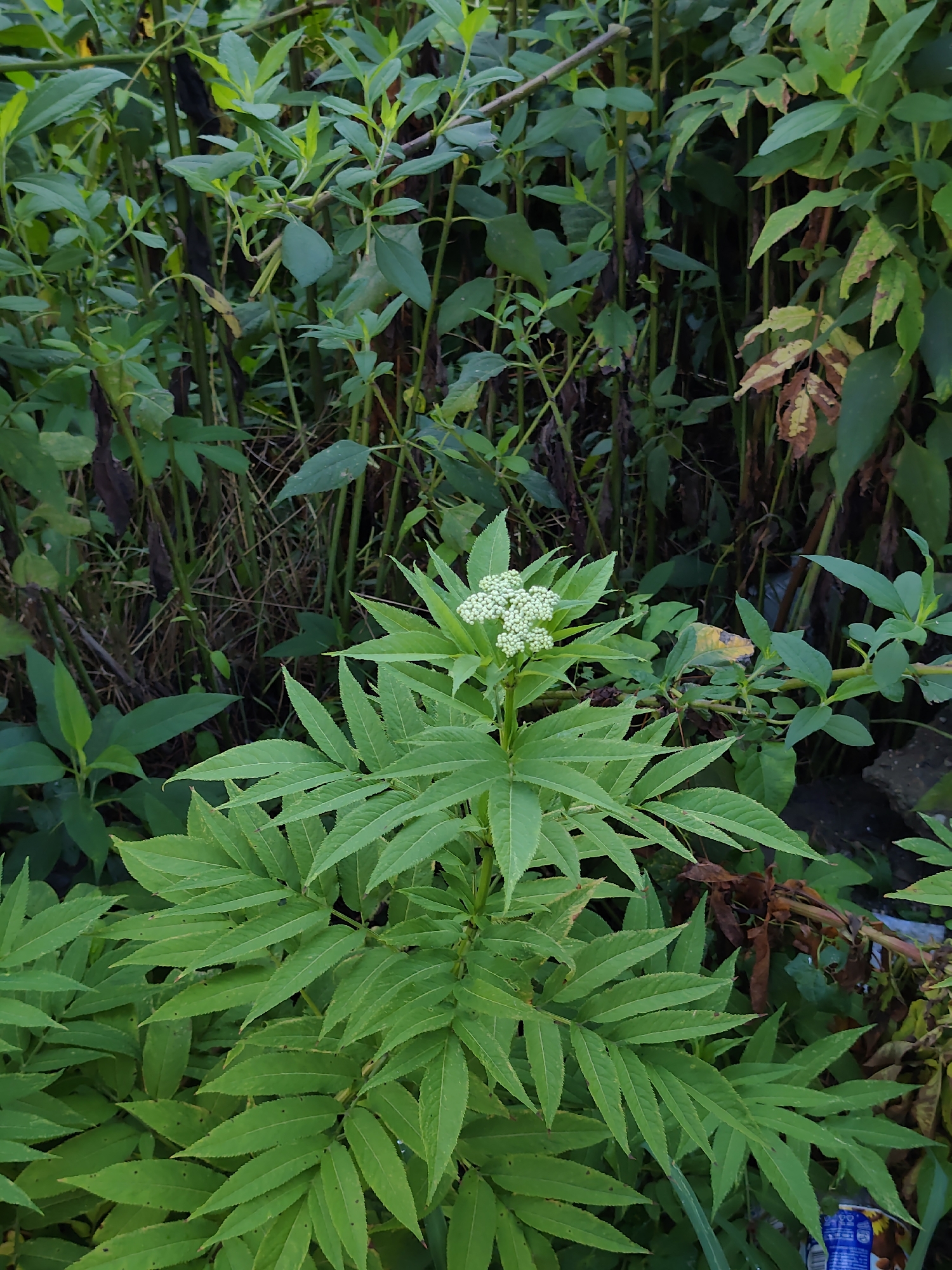 The image is a close-up, outdoor, eye-level shot of lush green foliage with a single flowering plant prominently featured in the center. The flowering plant has compound leaves and a cluster of small white flowers at the top. The background consists of dense, varied green vegetation, including tall stalks and broad leaves. Some dried, brown leaves are also visible within the greenery. The overall impression is of a wild, untamed natural setting. There is no indication of the city of Oryol-Izumrud, Russia, or any specific urban features. The scene is static, with no people or animals present, and no apparent actions or interactions occurring. The lighting suggests it might be overcast or late afternoon, with soft, diffused light.