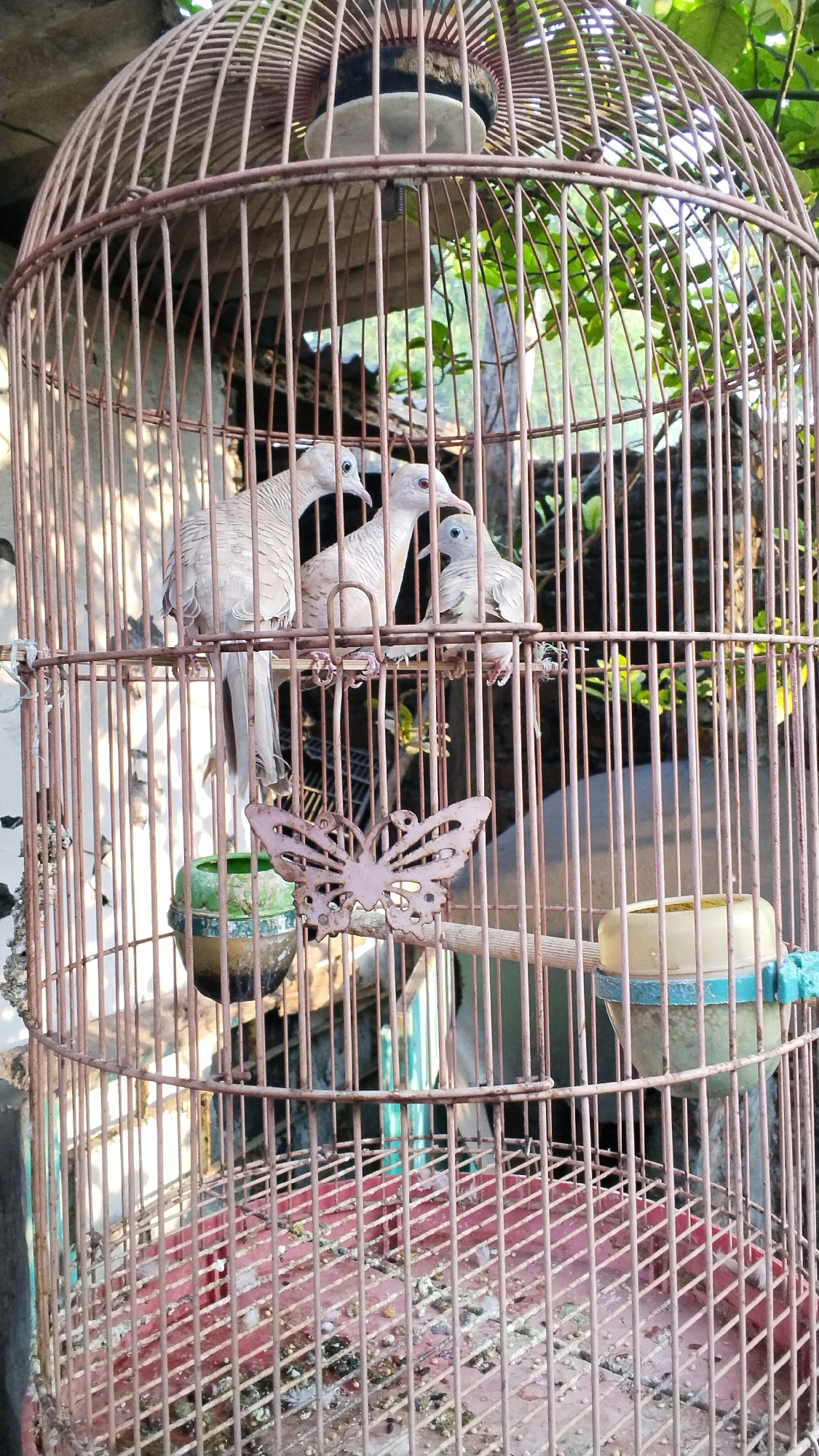 In the city of Penompo, Indonesia, three small, light-colored birds are perched inside a circular, rusty birdcage. The cage is made of thin metal bars, and the bottom is covered with a red tray that has evidence of bird droppings. One bird is facing left, while the other two are facing right. There is a decorative metal butterfly ornament hanging on the cage bars. In the background, green foliage and a wall are visible.