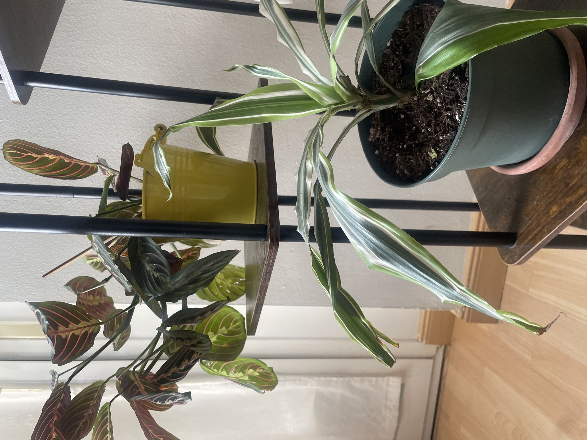 The image shows two houseplants on a multi-tiered shelf unit. The plant on the upper shelf has dark green leaves with prominent red veins and is in a bright yellow pot. The plant on the lower shelf has long, slender leaves with white and green variegation and is in a dark green pot with a terracotta saucer. The shelf unit has dark metal uprights and wooden shelves. The background consists of a white wall and a sheer curtain. The floor is made of light-colored wood. There are no people or animals visible in the image. The location is identified as Atarfe, Spain.