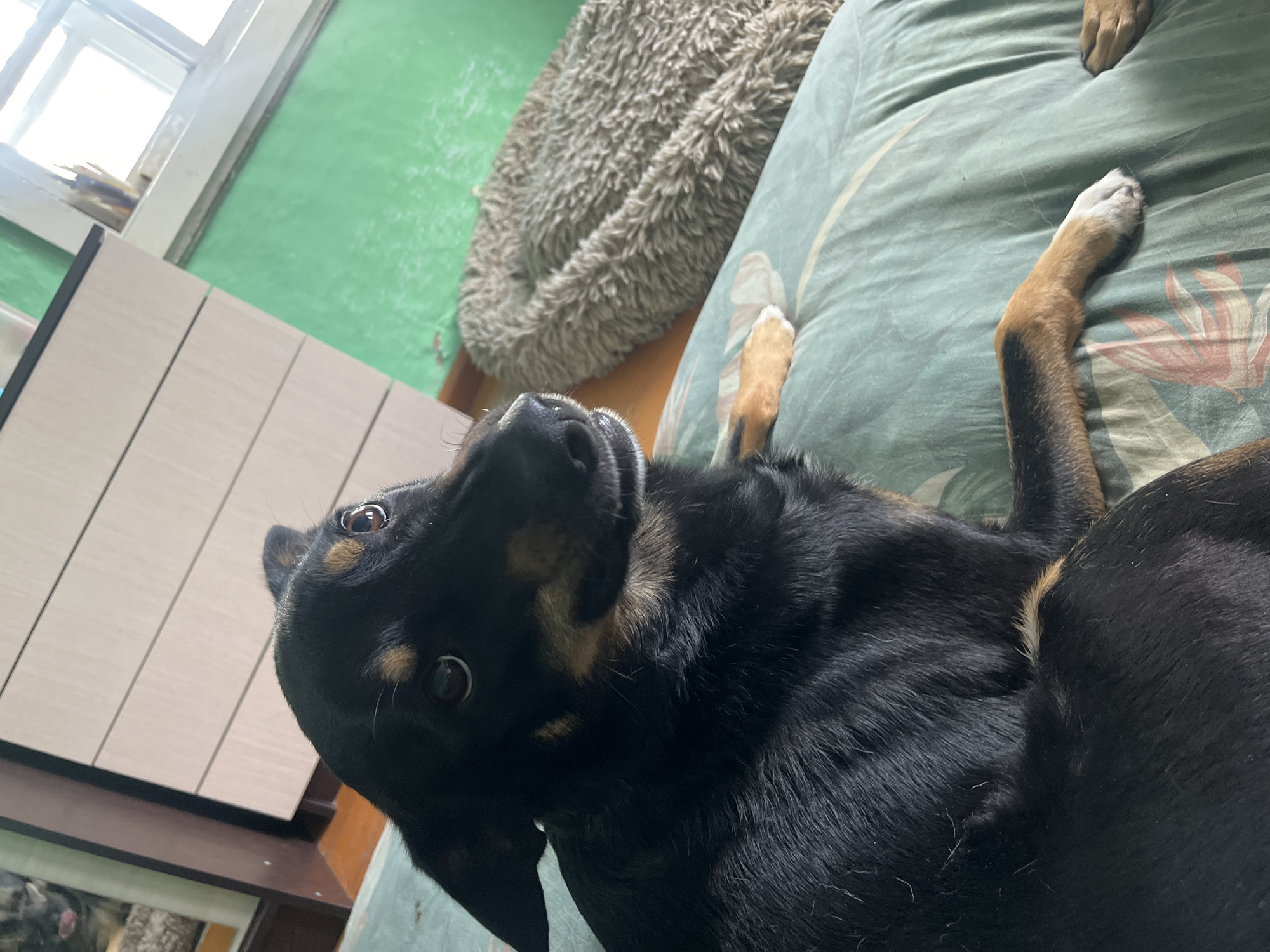 A black and tan dog with pointed ears is lying on a teal-colored bedspread with a tropical leaf pattern. The dog is looking to the right with its head slightly turned. The dog has brown eyes and a pink tongue visible. To the right of the dog, a fluffy, brown dog bed is visible. In the background, a light green wall with a window is present. The scene appears to be indoors.