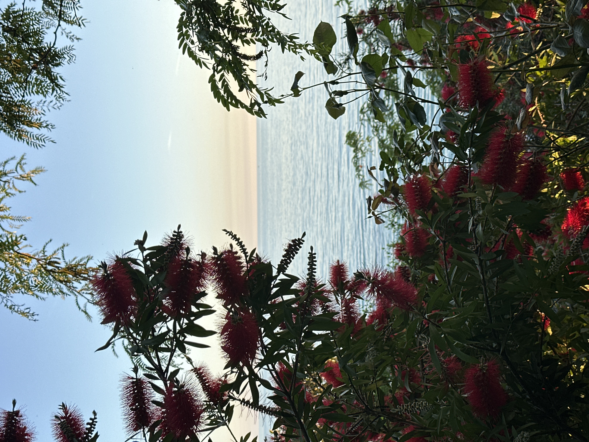 The image presents a serene landscape captured from an elevated perspective in Sochi, Russia, with the camera oriented vertically. The scene features a calm body of water under a clear sky, viewed through a natural frame of lush foliage.
In the foreground, vibrant red, brush-like flowers, characteristic of Bottlebrush (Callistemon) plants, are prominently displayed on dense green branches, particularly in the lower and right sections of the frame. Additional dark green, fern-like leaves on branches frame the top and left edges, creating a natural vignette.
Behind the foliage, a wide expanse of tranquil water stretches towards a soft horizon. The water's surface is gently rippled, reflecting the ambient light. Above the water, the sky is a clear, light blue, transitioning to a softer, slightly hazy tone near the distant horizon line.
The lighting suggests either early morning or late afternoon, with a soft, natural glow illuminating the scene. The weather appears clear and calm. The overall atmosphere conveys peace and natural beauty. There are no people, man-made structures within the natural setting, or visible text in the image.