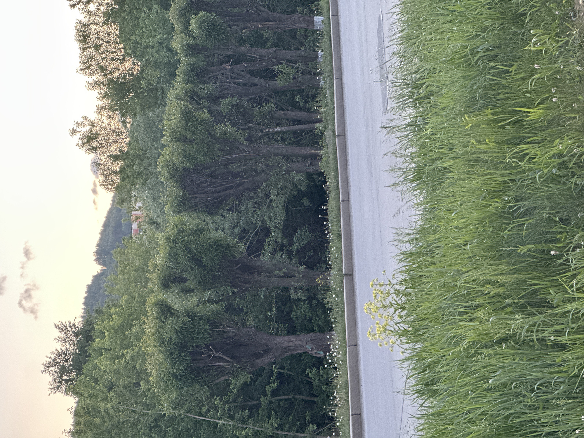 The image depicts a road with a line of trees along one side and tall grass on the other. The road surface is light gray. The trees have dark trunks and green foliage. The grass is dense and green. In the distance, there is a suggestion of a hill and some buildings. The sky appears to be overcast. The location is in the city of Unknown, Unknown.