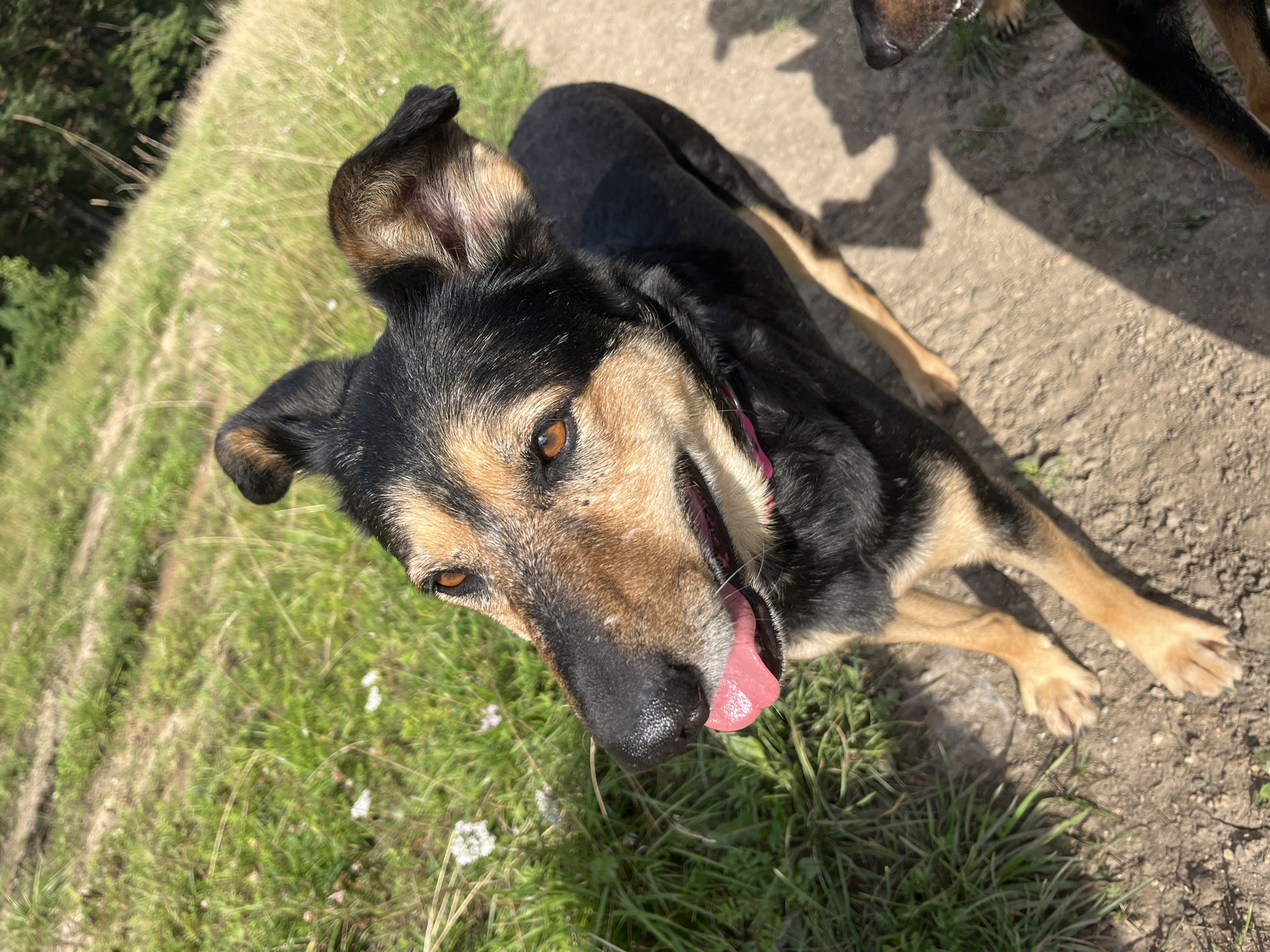 The image shows a medium-sized dog with black and tan fur, standing on a dirt path with some grass and foliage in the background. The dog is panting with its tongue out and appears to be looking upwards and to its left. The lighting suggests it is daytime with sunlight casting shadows. The background shows a grassy incline with some trees in the distance, indicative of an outdoor, possibly rural or park-like setting. There are no discernible landmarks or elements that would place the image specifically within Nizhny Tagil, Russia.