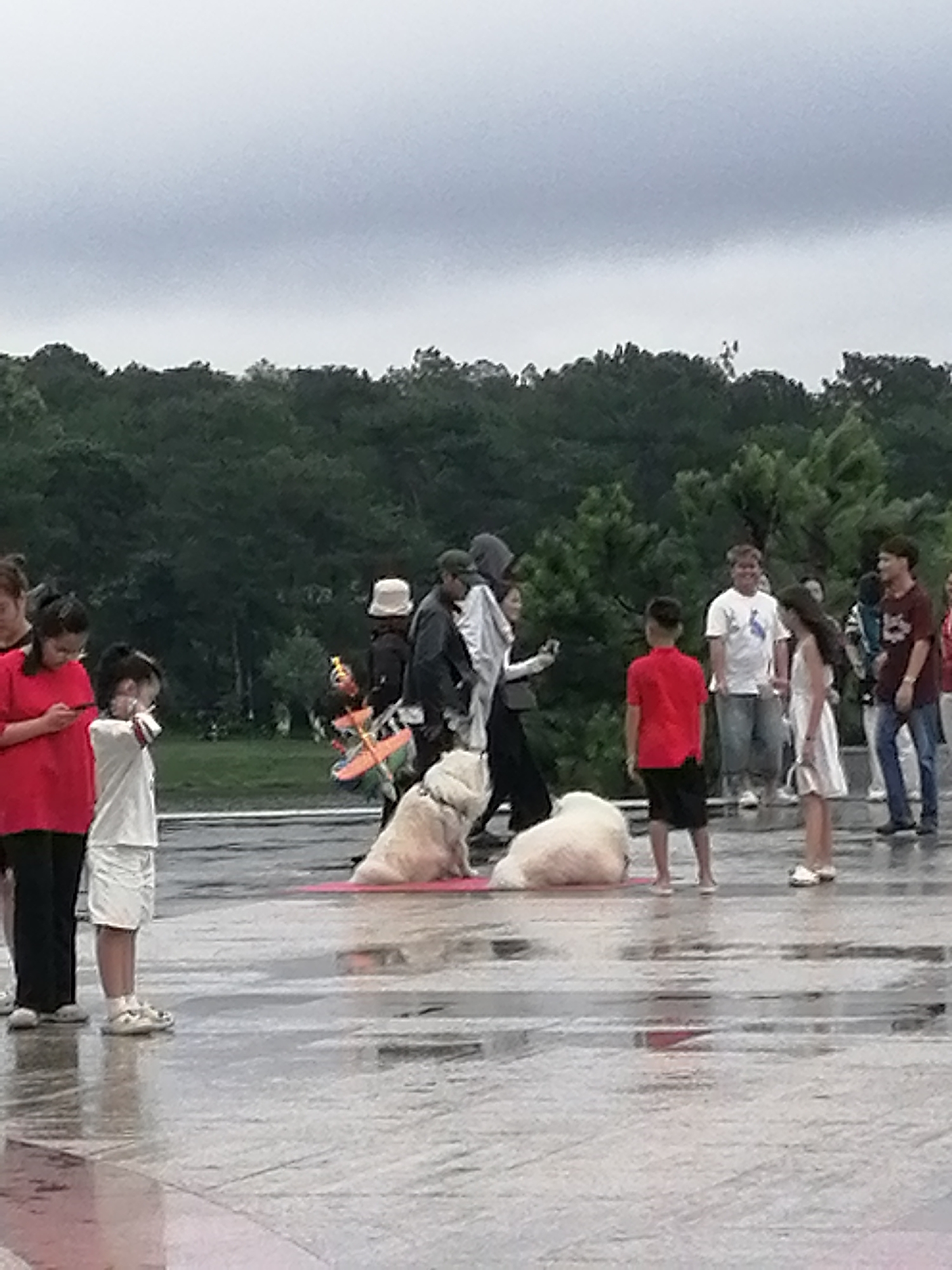 The image depicts a group of people and two dogs on a wet, paved surface, likely a public plaza or promenade, with a backdrop of dense green trees under an overcast sky. The location is identified as the Dinh 1 Bao Dai in Da Lat, Vietnam.
In the foreground, on the left, a young woman in a red shirt and black pants is looking at her phone. Next to her, a young girl in a white shirt and white shorts stands, looking away from the camera. To the right of the girl, a large, fluffy white dog sits on a pink mat, facing left. Further to the right, another, larger white dog is lying down on its side, also on the pink mat.
Several other individuals are visible in the mid-ground. A man in a red shirt and black shorts stands facing right. To his left, a man in a grey hooded jacket and black pants is looking at a camera. Behind him, a woman in a white outfit is holding a phone. Other figures, including a person in a white t-shirt and blue jeans, and another in a maroon shirt and blue jeans, are also present. A toy airplane, predominantly orange and yellow, is held by someone partially obscured.
The ground is wet, reflecting the sky and figures, suggesting recent rain or a damp environment. The trees in the background form a solid, dark green mass, indicating a heavily wooded area. The sky is a uniform light grey, characteristic of cloudy or rainy weather. The overall atmosphere suggests a casual gathering in an outdoor public space, possibly during or after a period of rain.