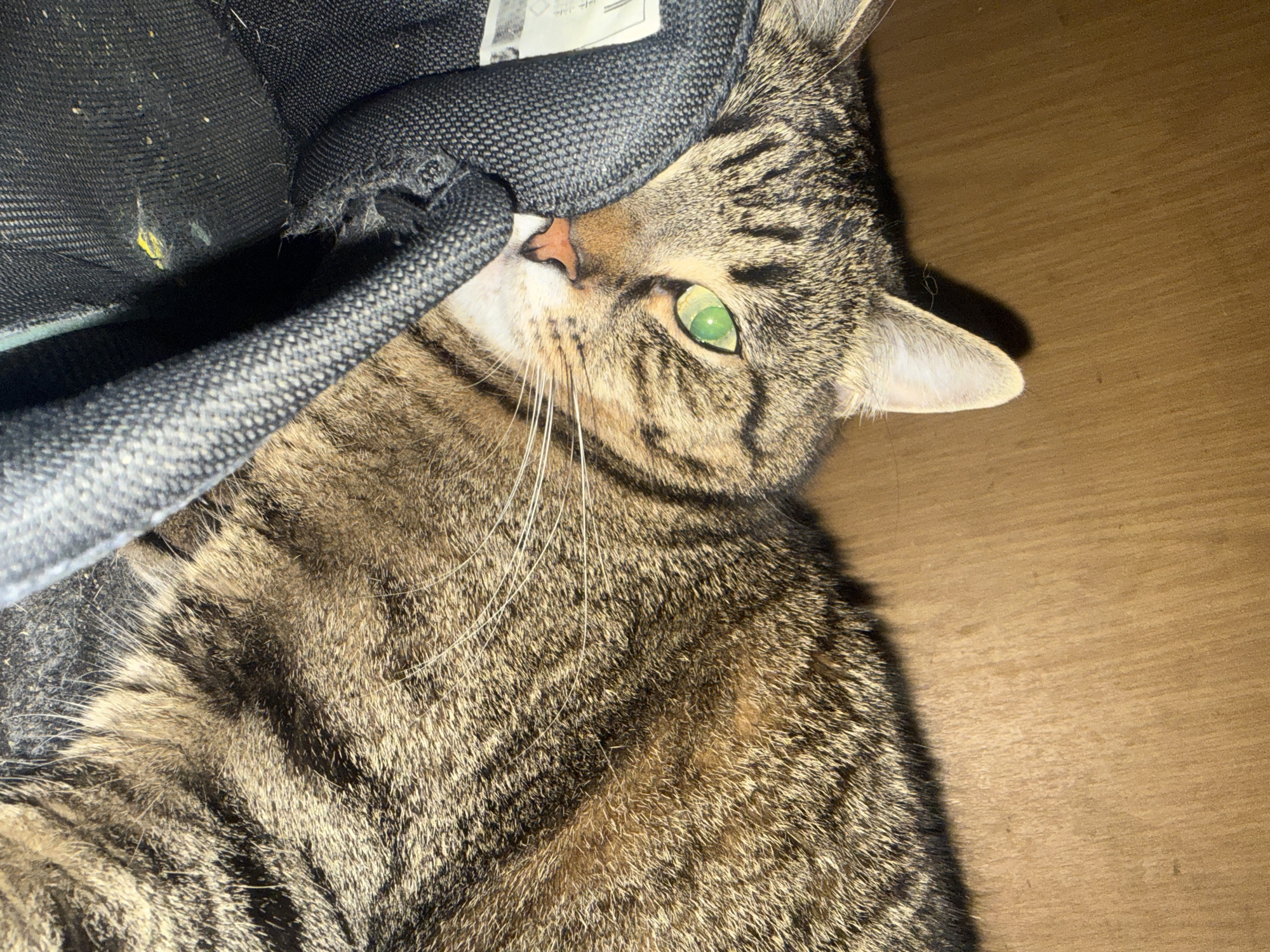 A close-up, low-angle shot captures a tabby cat with bright green eyes nestled against a dark, textured object, possibly a bag or cushion. The cat's fur displays characteristic brown and black stripes, and its head is tilted, with one ear pointed upwards. The background appears to be a wooden surface, likely a shelf or furniture, with a shadow cast on it. The lighting suggests an indoor environment, possibly a home, given the close proximity of the cat to everyday objects. There are no visible people or any contextual clues to indicate the location within Simferopol, Ukraine.