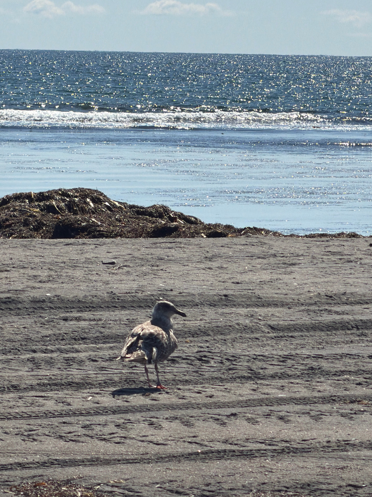 The image depicts a beach scene with a seagull in the foreground. The seagull is facing to the right, with its wings slightly folded. The beach is composed of dark sand with tire tracks visible. In the mid-ground, there is a pile of dark seaweed. Beyond the seaweed, the ocean stretches to the horizon, with sparkling sunlight reflecting off the water. The sky above is a light blue with a few scattered white clouds. The location is identified as Yuzhno-Kurilsk, Russia.