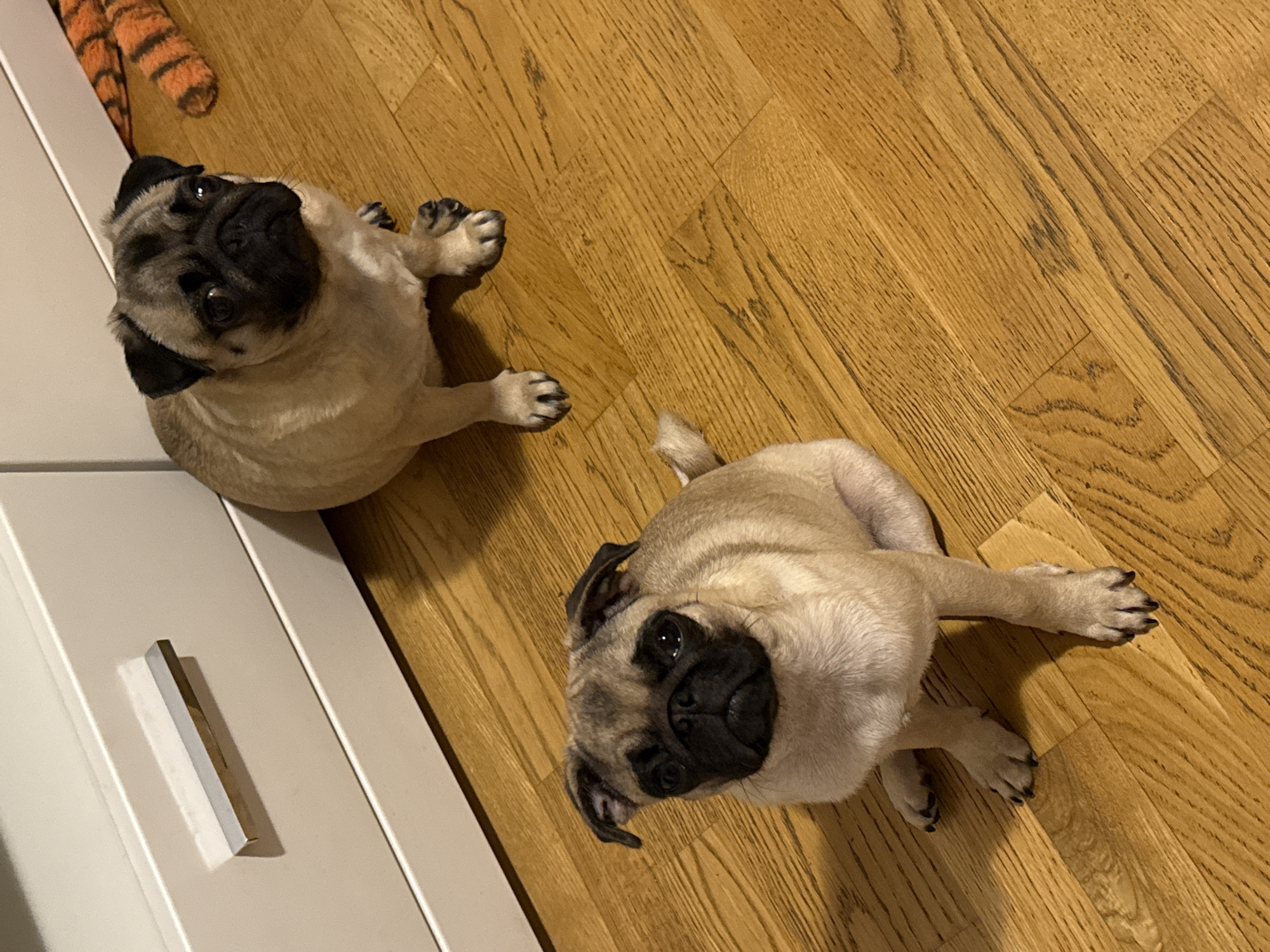Two pug dogs are sitting on a wooden floor in front of a white cabinet. The pug in the foreground is closer to the camera and is looking directly at it. The pug in the background is slightly further away and is also looking towards the camera. A tiger-striped toy is visible in the upper right corner of the image.