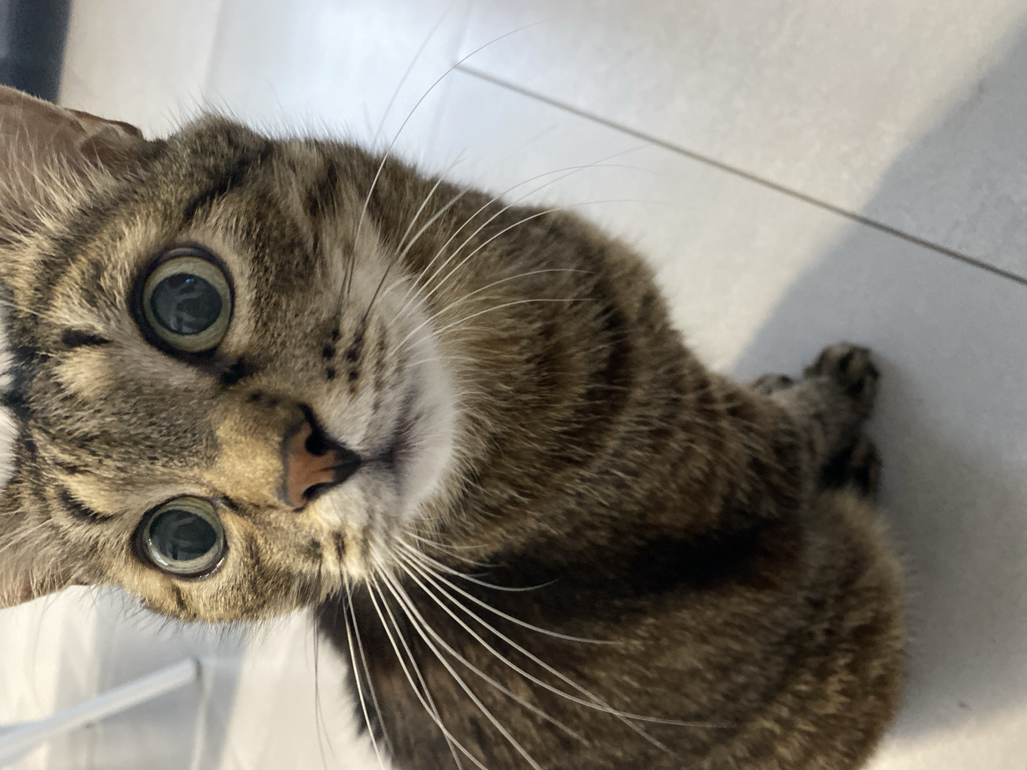 A close-up shot features a brown tabby cat with large, dilated green eyes. The cat is positioned at an angle, looking up at the viewer. The cat's whiskers are long and white. The background appears to be a tiled floor. There is no indication of the city of Chaikovsky, Russia.