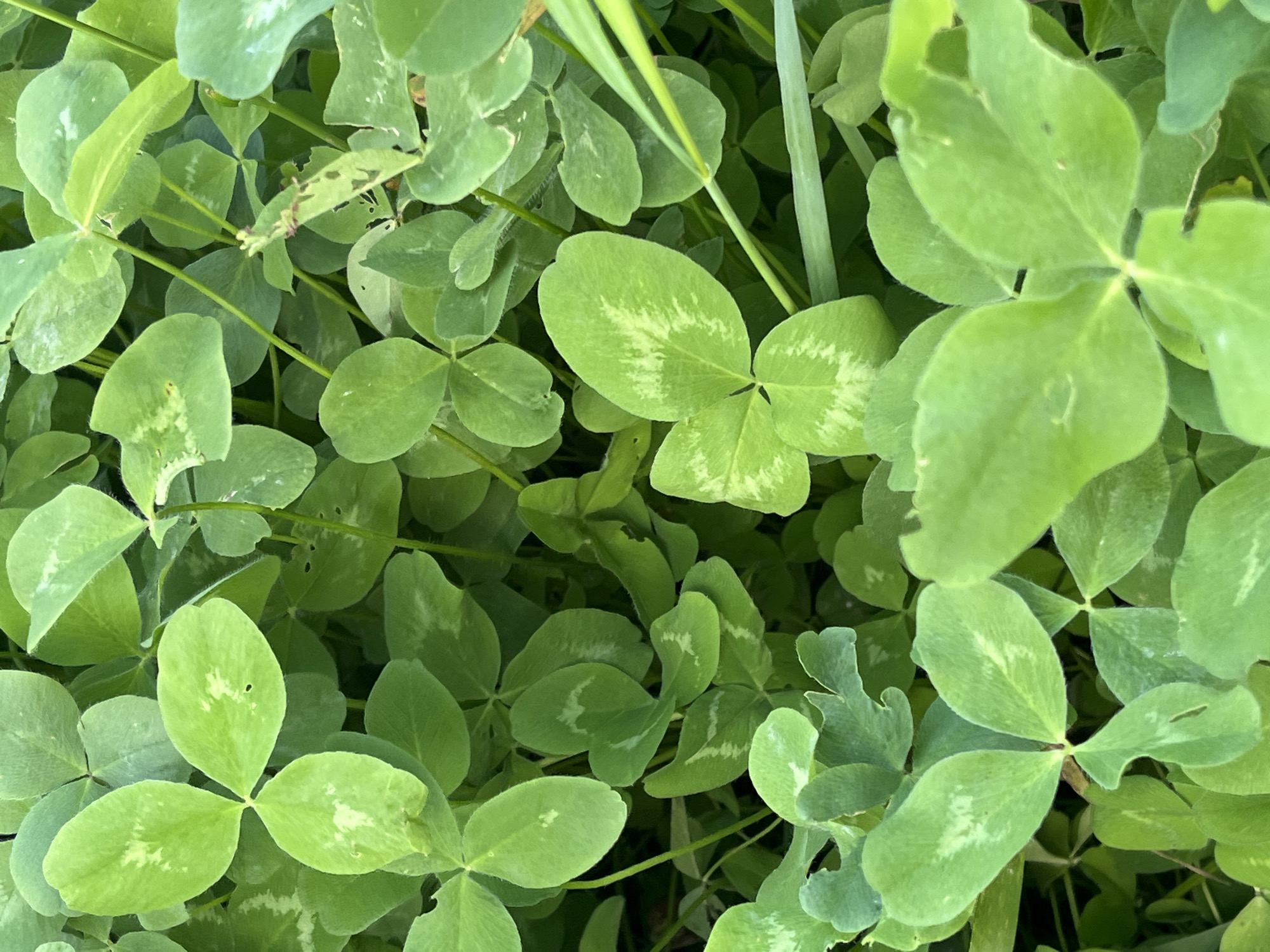 A close-up, overhead view shows a dense patch of green clover, typical of a grassy area in Il'ino, Russia. The clover leaves are varied in size and shape, with some exhibiting lighter green or yellowish markings. Thin, green stems are visible, supporting the leaves and weaving through the foliage. A few blades of grass also intersect the clover patch. The lighting suggests it is daytime, likely outdoors in a natural setting, possibly a field or garden. There are no people or animals present in the image. The overall impression is one of abundant, healthy vegetation.