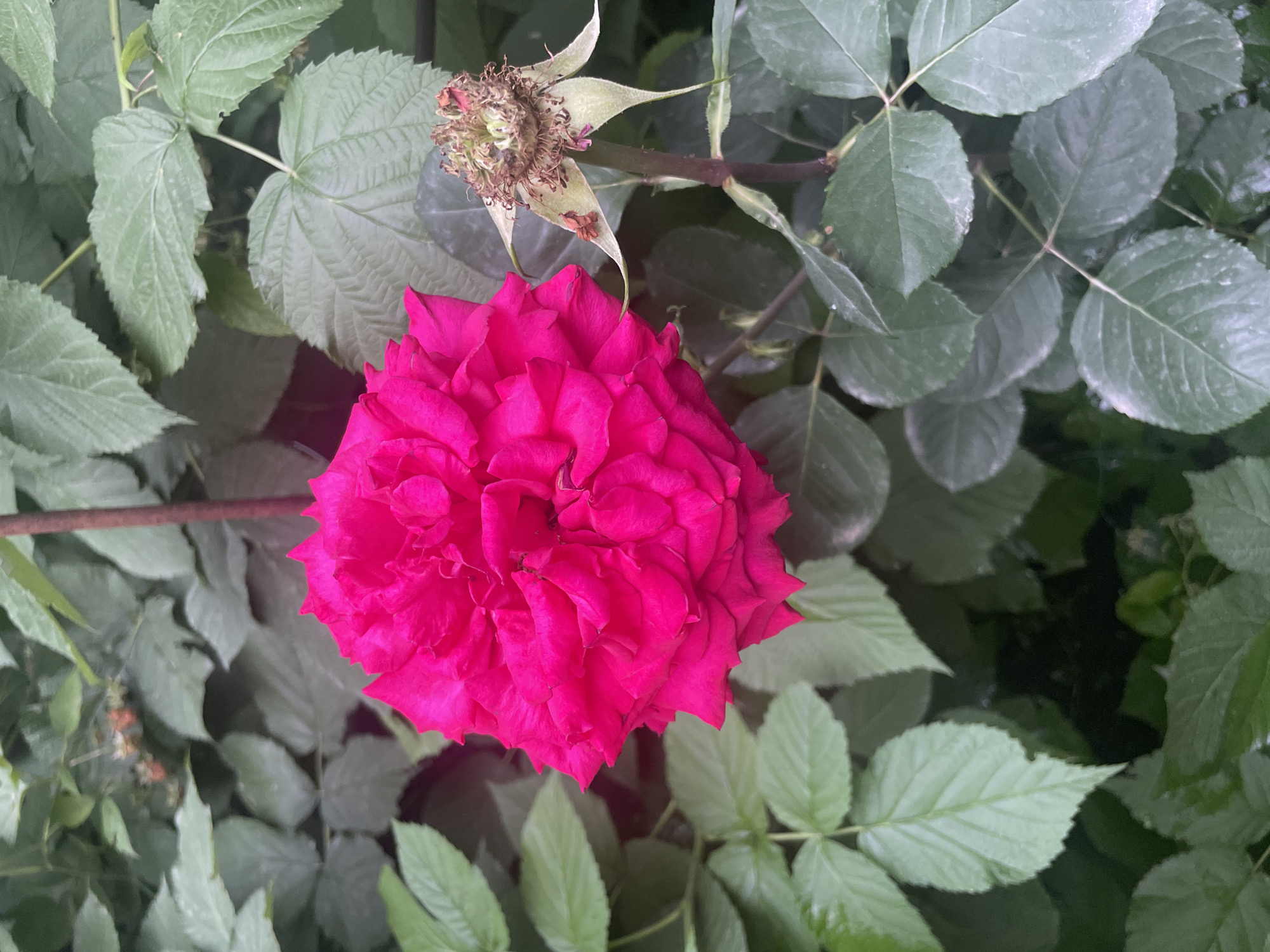 The image is a close-up, eye-level shot of a vibrant pink rose in bloom, nestled amongst lush green foliage. To the right of the rose, a spent rosebud, now dry and brown, clings to its stem, showing remnants of petals and sepals. The background is dominated by the deep green leaves of what appear to be rose bushes and possibly raspberry plants, creating a dense, natural setting. The lighting suggests it is daytime, with soft, diffused light that highlights the texture of the rose petals and the veins on the leaves. There are no people or man-made structures visible in the frame. The scene appears to be from a garden or a park, indicative of a green space within an urban environment. While no specific landmarks confirm its location, the presence of such flora is common in many city parks and private gardens, including those found in Almaty, Kazakhstan, known for its verdant spaces and proximity to natural landscapes.