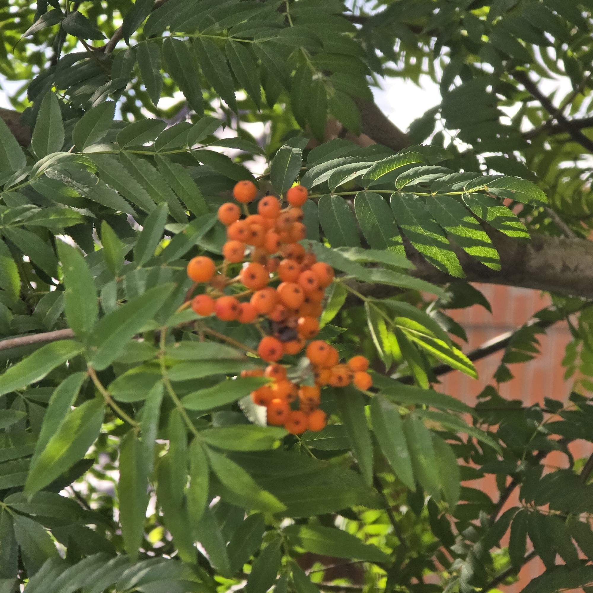 A close-up, medium-shot photograph captures a cluster of bright orange rowan berries hanging from a branch, interspersed with vibrant green leaves. The berries are round and appear in varying shades of orange, with some showing slight imperfections. The leaves are serrated and arranged in compound clusters, characteristic of a rowan tree. Sunlight filters through the foliage, creating dappled patterns of light and shadow on the leaves. In the background, out of focus, a red brick structure is partially visible, suggesting an urban or suburban setting. The overall impression is one of natural beauty within a developed environment. The scene is likely located in Belokurikha, Russia, a resort town known for its natural landscapes and mountainous terrain.