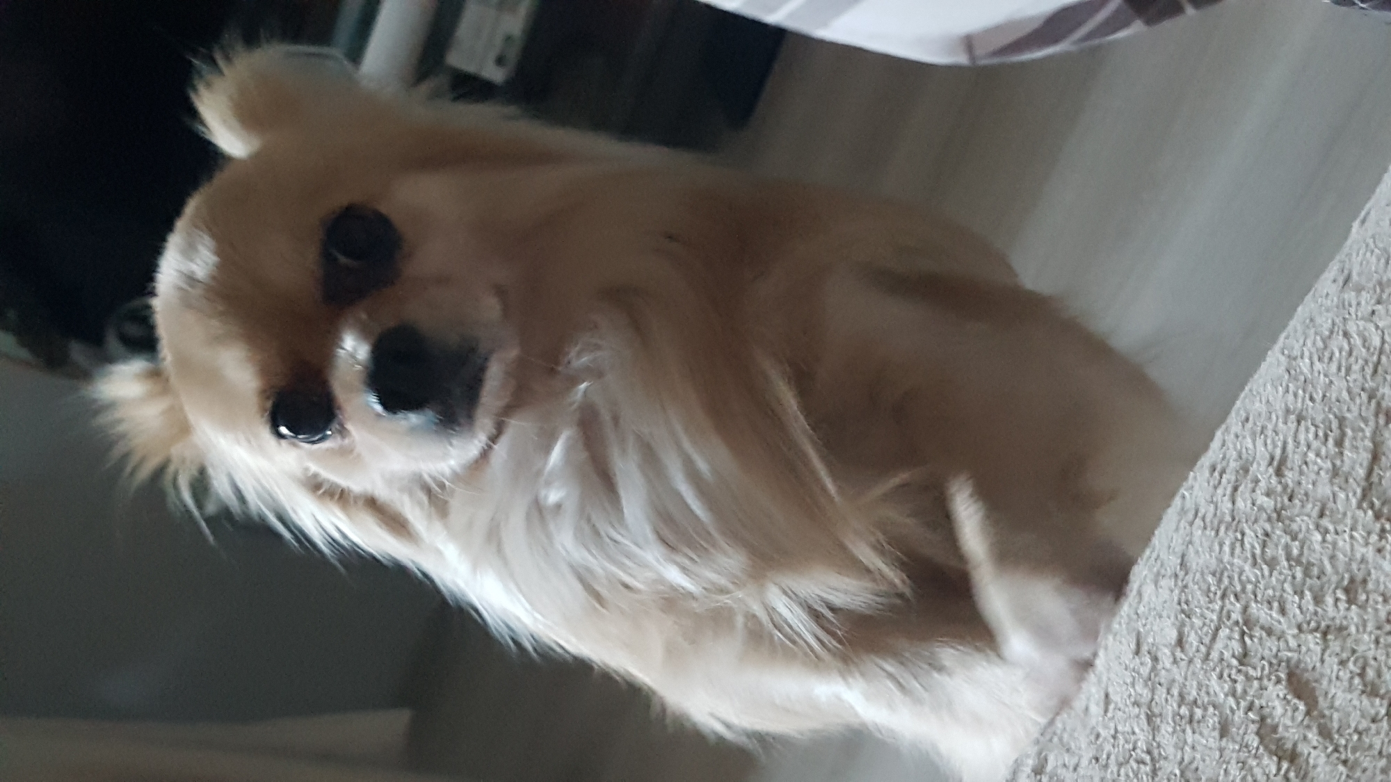 A medium, close-up shot captures a long-haired chihuahua with light-colored fur resting near a beige, textured surface, likely a piece of furniture. The dog is looking directly at the camera. A dark background and a white object are visible in the upper left corner of the image. The location cannot be determined from the provided image. The city of Saint Petersburg, Russia is not identifiable in the image.