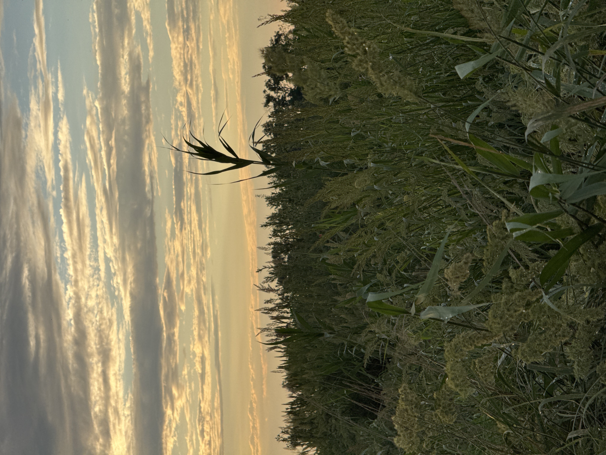 This is a vertical, eye-level medium shot of a field of tall grass and reeds at sunset in Mikhaylovsk, Russia. The sky is a warm, hazy orange and yellow, with streaks of white clouds. The tall grasses on the right side of the frame are a deep green and appear slightly dewy, with some seed heads visible. The overall mood is peaceful and serene. The setting appears to be a rural or natural area, possibly a meadow or wetlands. The time of day is clearly sunset.