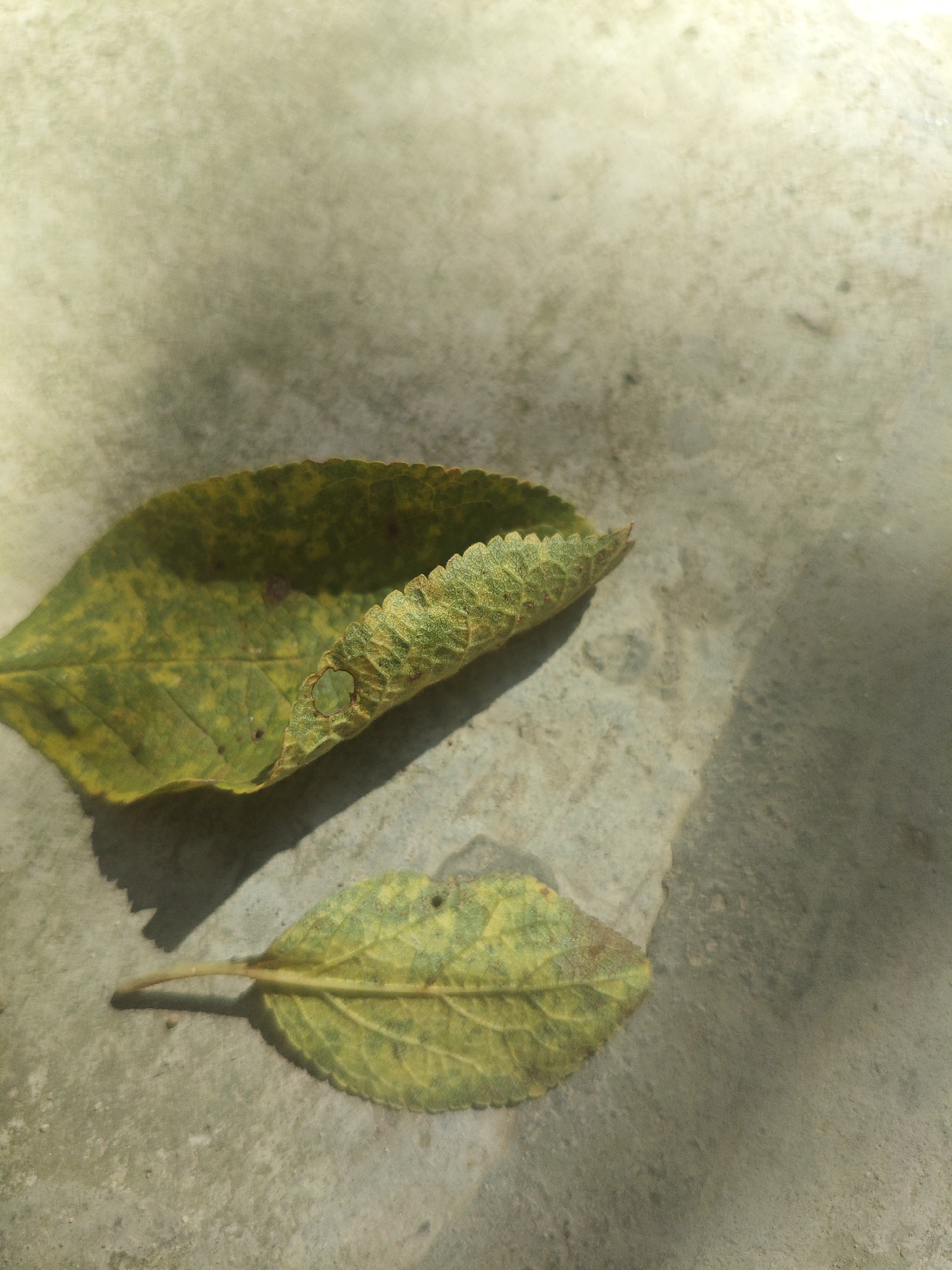 Two fallen leaves, one curled and the other flat, lie on a textured concrete surface. The leaves are predominantly yellow and green, with some brown discoloration and visible veins. Shadows are cast on the concrete, suggesting overhead lighting. The background is a pale, textured surface. The scene appears to be outdoors, likely in a park or yard. The specific location in Armavir, Russia, cannot be determined from the visual information provided.