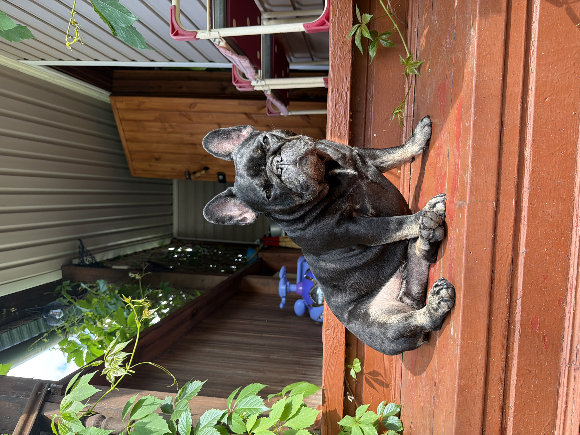 A black French bulldog sits on a wooden porch in daylight. The dog is facing the camera, with its head tilted slightly. The porch is made of dark red wooden planks and has a weathered appearance. Green vines with small leaves are growing on the left side of the porch and on the railing behind the dog. In the background, a wooden door is visible, as well as a blue plastic toy and a red and white chair. The ceiling of the porch is made of corrugated metal. The environment appears to be an outdoor residential area.