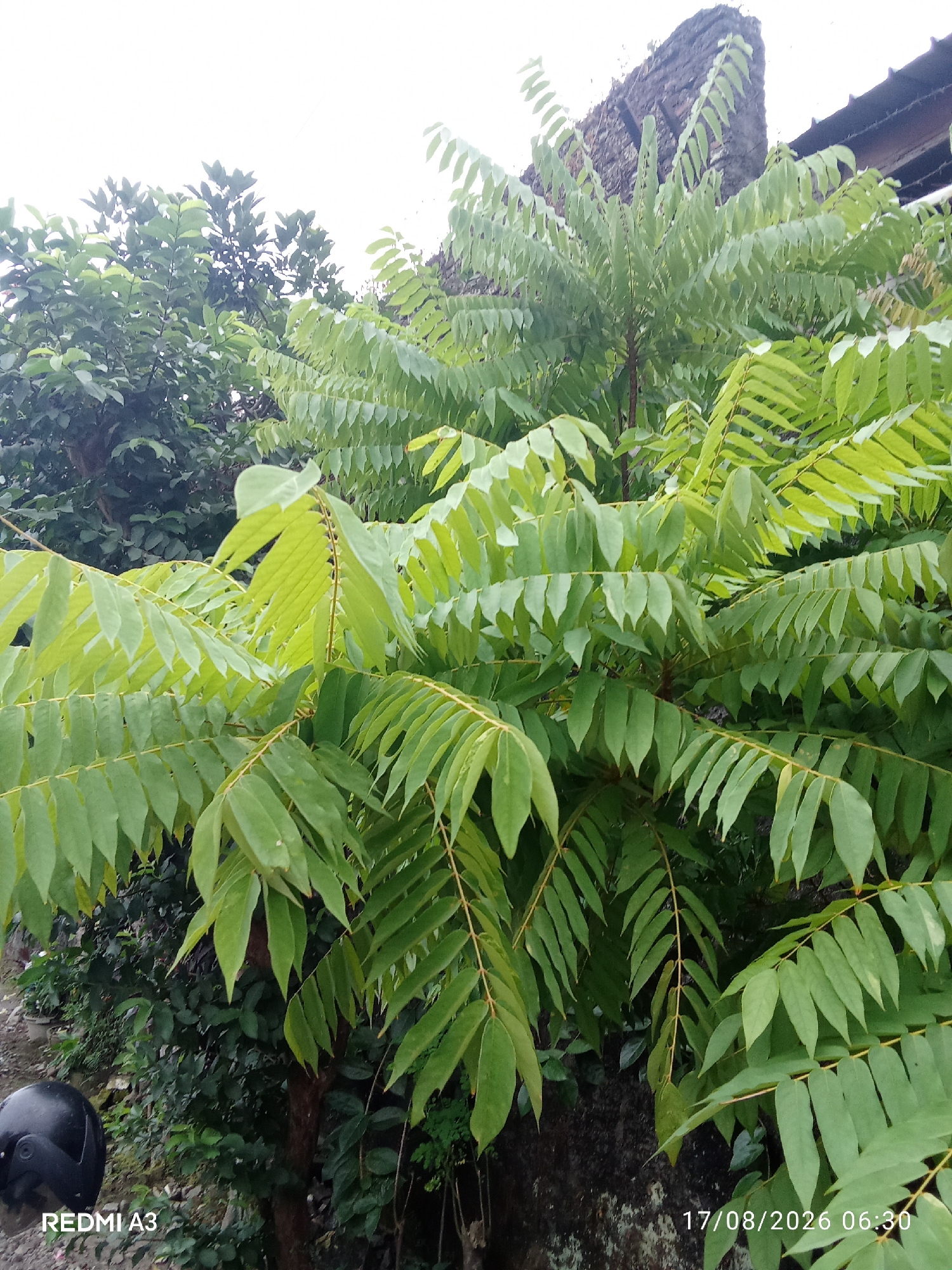 The image shows a close-up view of a tree with abundant green leaves, likely in a semi-urban or rural area. The leaves are compound and feathery, characteristic of certain fruit-bearing trees. In the background, there's a glimpse of a building with a tiled roof and a rough, textured wall. To the left, a black motorcycle helmet is partially visible in the foreground, suggesting the perspective of someone on a motorcycle. The bottom right corner of the image displays a timestamp "17/08/2026 06:30" and "REDMI A3" on the bottom left. The overall environment appears to be outdoors, with natural light illuminating the scene. The specific location in Cemani, Indonesia, is inferred from the metadata. There are no people or animals visible in the frame.