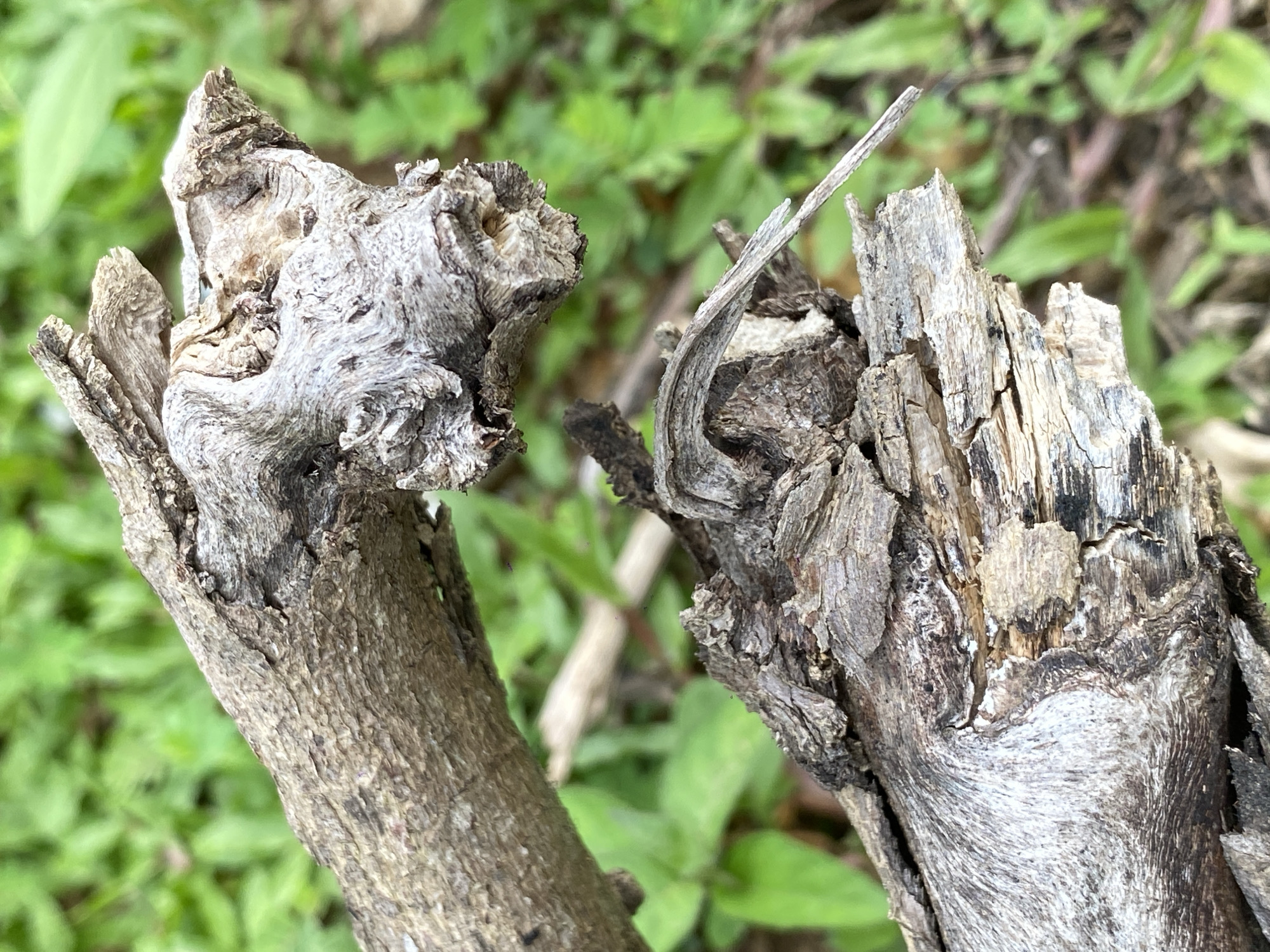 The image displays a close-up view of two weathered, gray branches resting on a blurred background of green foliage. The branches are broken and dry, with rough textures and visible grain. The foreground branch is larger and more horizontal, while the branch above it is positioned diagonally and appears to be a broken off section of a larger limb. The lighting suggests it is daytime, and the environment appears to be outdoors. The specific location in the city of Ko Siboya, Thailand, is not discernible from the visual information provided in the image. There are no people, animals, or specific man-made objects visible.