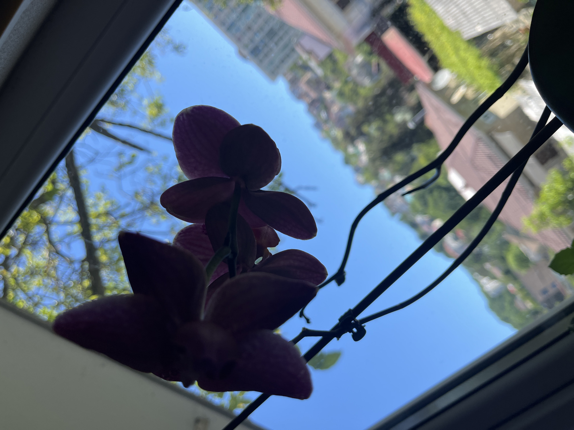 This low-angle photograph captures a purple orchid plant, silhouetted in the foreground, positioned by a bright window. Multiple orchid blooms appear as dark, undefined shapes due to the backlighting, with their delicate petals faintly discernible. The dark stems and supportive wires of the orchid extend into the frame.
Through the window, a vibrant, clear blue sky dominates the background, indicating a sunny day. Green foliage from trees is visible, along with various buildings. Some structures, like a multi-story building on the upper left, appear taller and more distant, while others closer to the horizon feature distinct roofs and architectural styles, suggesting an urban or suburban environment. The outdoor scene is somewhat blurred, creating a soft, out-of-focus backdrop against the sharp lines of the window frame and the silhouetted orchid. The partially visible dark window frame borders the view on the left and bottom right.
The scene depicts an indoor plant enjoying natural light with an expansive outdoor view, likely in Sochi, Russia. The time of day appears to be bright daylight, possibly morning or afternoon, given the intensity of the light and the clear sky. There is no visible text in the image. The overall impression is one of natural beauty brought indoors, contrasting with the built environment outside.
