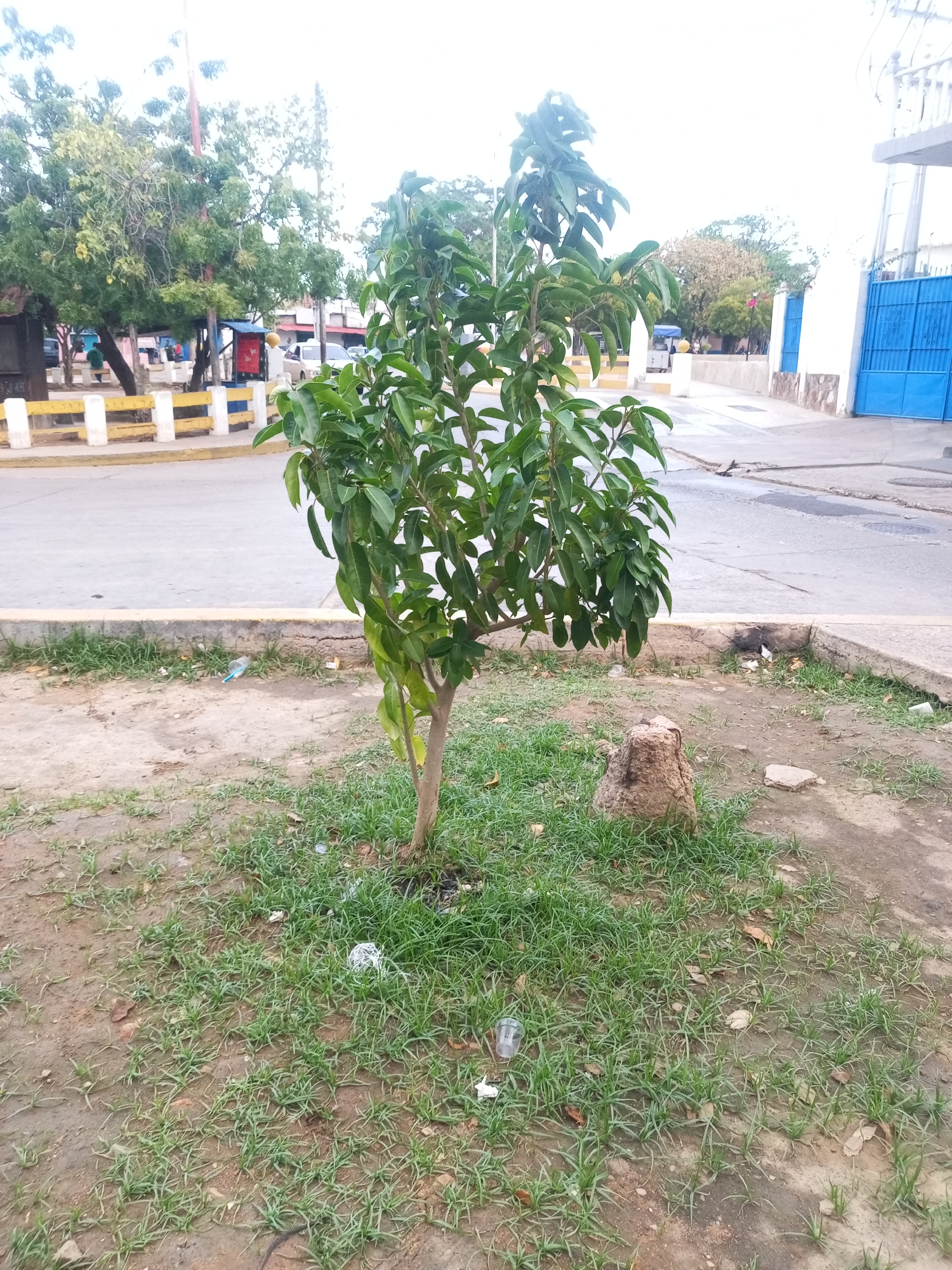 A young tree with green leaves stands in a patch of dry grass and dirt. To the right of the tree is a small, irregular-shaped stump. In the background, a paved road curves, bordered by a concrete curb. Beyond the road is a yellow and white striped barrier. Further back, a blue metal gate is visible in front of a white building. The sky is overcast. The scene appears to be a public outdoor space in the city of Juan Griego, Venezuela.