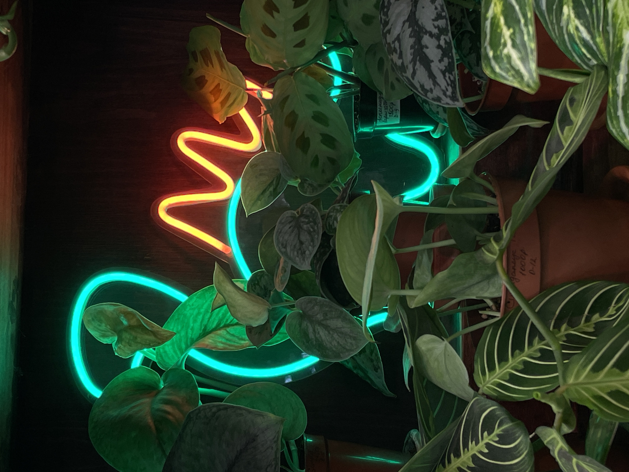 The image is an indoor shot with a focus on various potted plants illuminated by neon lights. A wavy orange and teal neon sign is positioned behind and among the plants, casting a vibrant glow. The plants consist of several varieties, including maranta, pothos, and potentially others with distinct leaf patterns and textures. The plants are contained in terracotta pots, adding a rustic element. The background appears dark, indicating a dimly lit room. There is no evidence of Saint Petersburg, Russia.