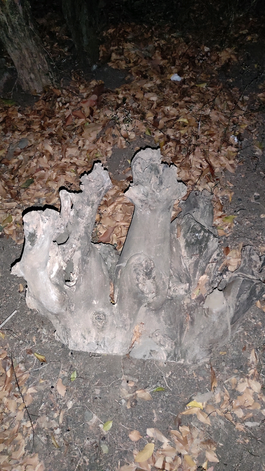 The image shows a close-up view of a weathered, irregularly shaped tree stump lying on the ground, surrounded by fallen brown leaves and dirt. The stump has multiple gnarled protrusions resembling roots or broken branches, giving it a sculptural appearance. The lighting suggests it may be nighttime or a heavily shaded area. The environment appears to be outdoors, likely a wooded or natural area. There is no indication of the specific location within Tanjungan, Indonesia, or any signs of human activity beyond the presence of the stump.