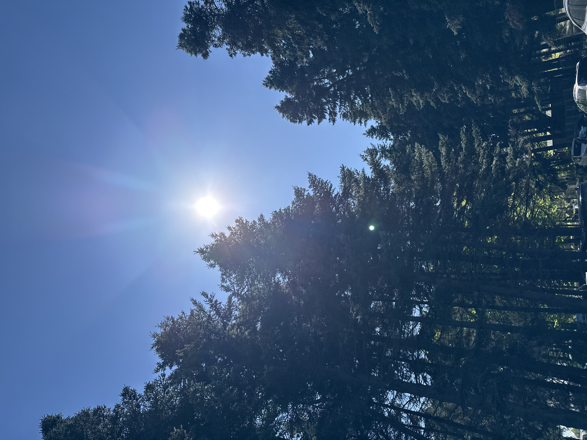 The image shows a view upwards through the canopy of tall, dark evergreen trees against a bright blue sky. The sun is shining brightly through the trees, creating a glare and lens flare. The location is outdoors, potentially a wooded area or a street lined with mature trees. The presence of trees and bright sky suggests a sunny day. Some objects such as a car and fence can be seen on the right side of the frame. The city of Unknown, Unknown is not confirmed.