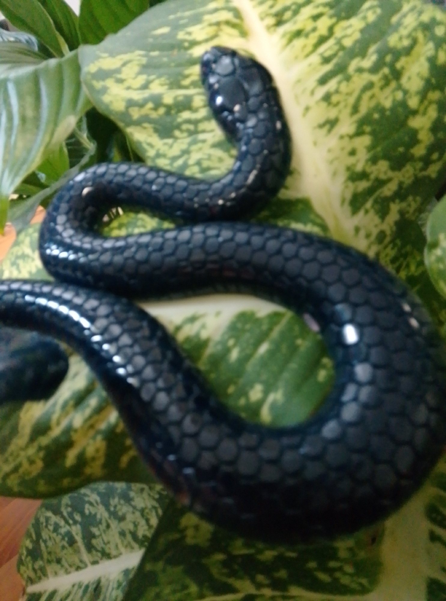 A black snake is coiled on a variegated green and yellow leaf. The snake's scales are clearly visible, and its body is shiny, reflecting light. The snake's head is on the upper left side of the image, and its body curves down and to the right. The background consists of more green leaves and a hint of brown wood grain, suggesting a natural or indoor setting with plants. There is no indication of a city or specific location.