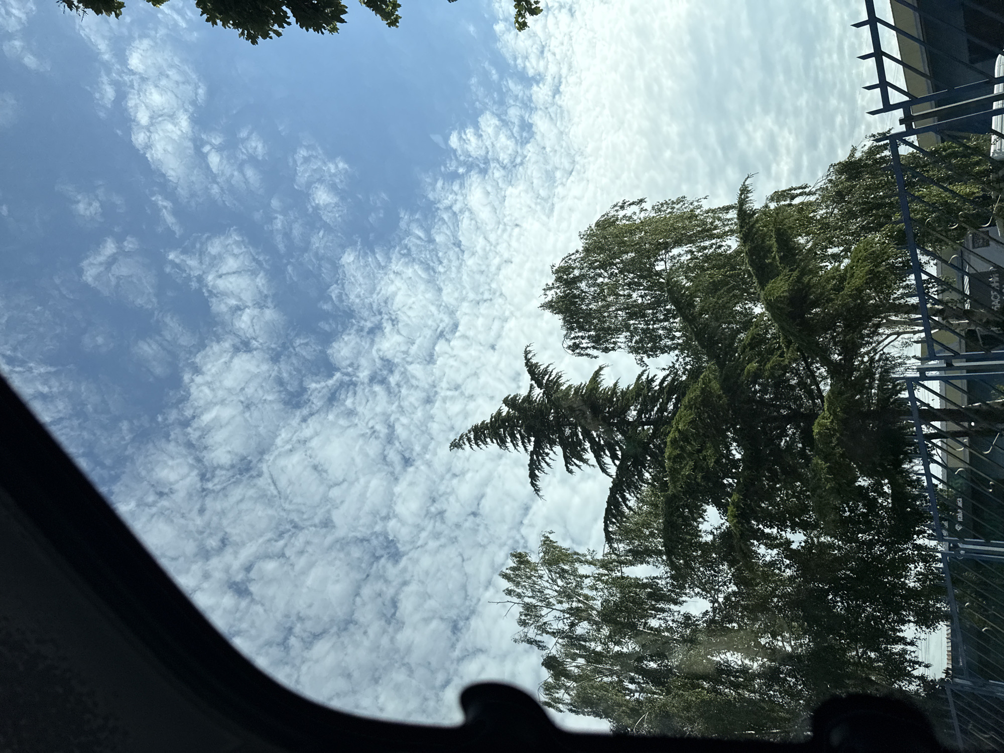 A view of the sky through a car window shows a bright blue sky dotted with scattered white clouds. In the foreground, silhouetted against the sky, are several trees. A large coniferous tree with a distinct conical shape stands in the center, flanked by two deciduous trees with lighter foliage. A dark, curved object, likely part of the car's interior, frames the left side of the image. A blue metal fence runs along the bottom of the frame, partially obscuring the lower trunks of the trees and a building in the background. The scene appears to be taken during daylight hours.