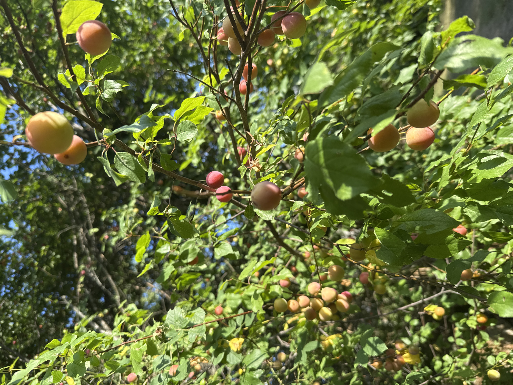 A close-up, low-angle shot captures a plum tree laden with ripe fruit, bathed in natural sunlight. The plums, varying in color from pale yellow to pinkish-red, hang in clusters from thin branches, interspersed with lush green leaves. The background is filled with more of the tree's foliage and branches, creating a dense, organic texture. The scene is likely set in Manaselska Reka, Bulgaria, suggesting an outdoor, natural environment, possibly a garden or orchard, during daylight hours.