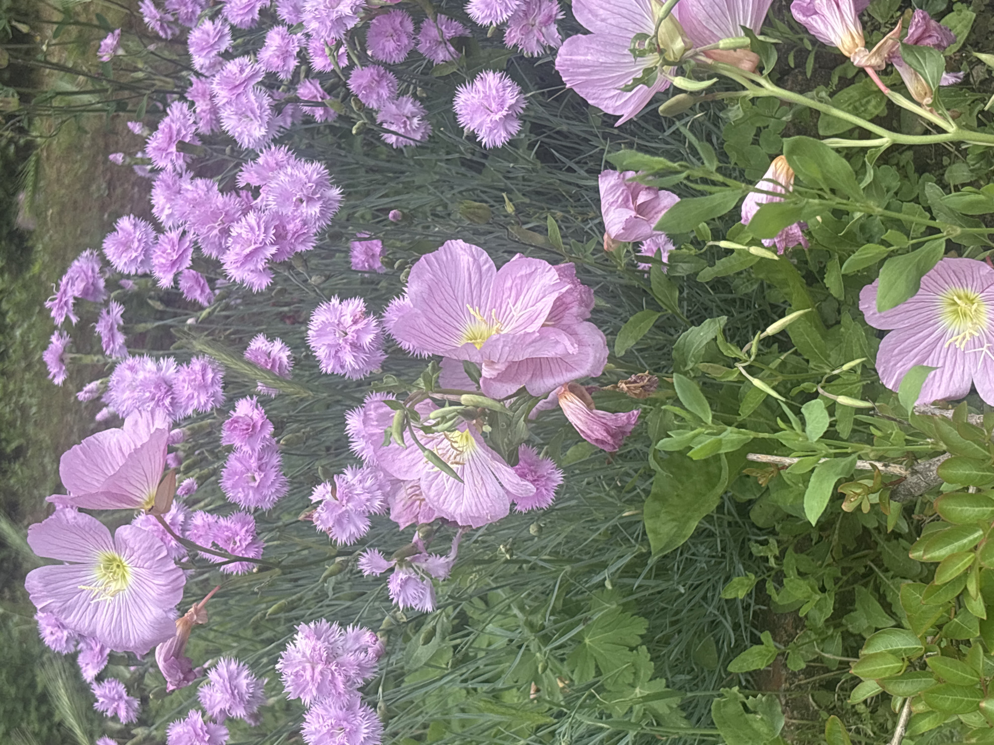 The image shows a close-up view of two types of light purple flowers in a garden setting. The flowers on the left are densely packed and have a spiky appearance, while the flowers on the right are larger and have a more open, cup-like shape. Green foliage is visible among the flowers. The setting appears to be outdoors. There is no indication of location.