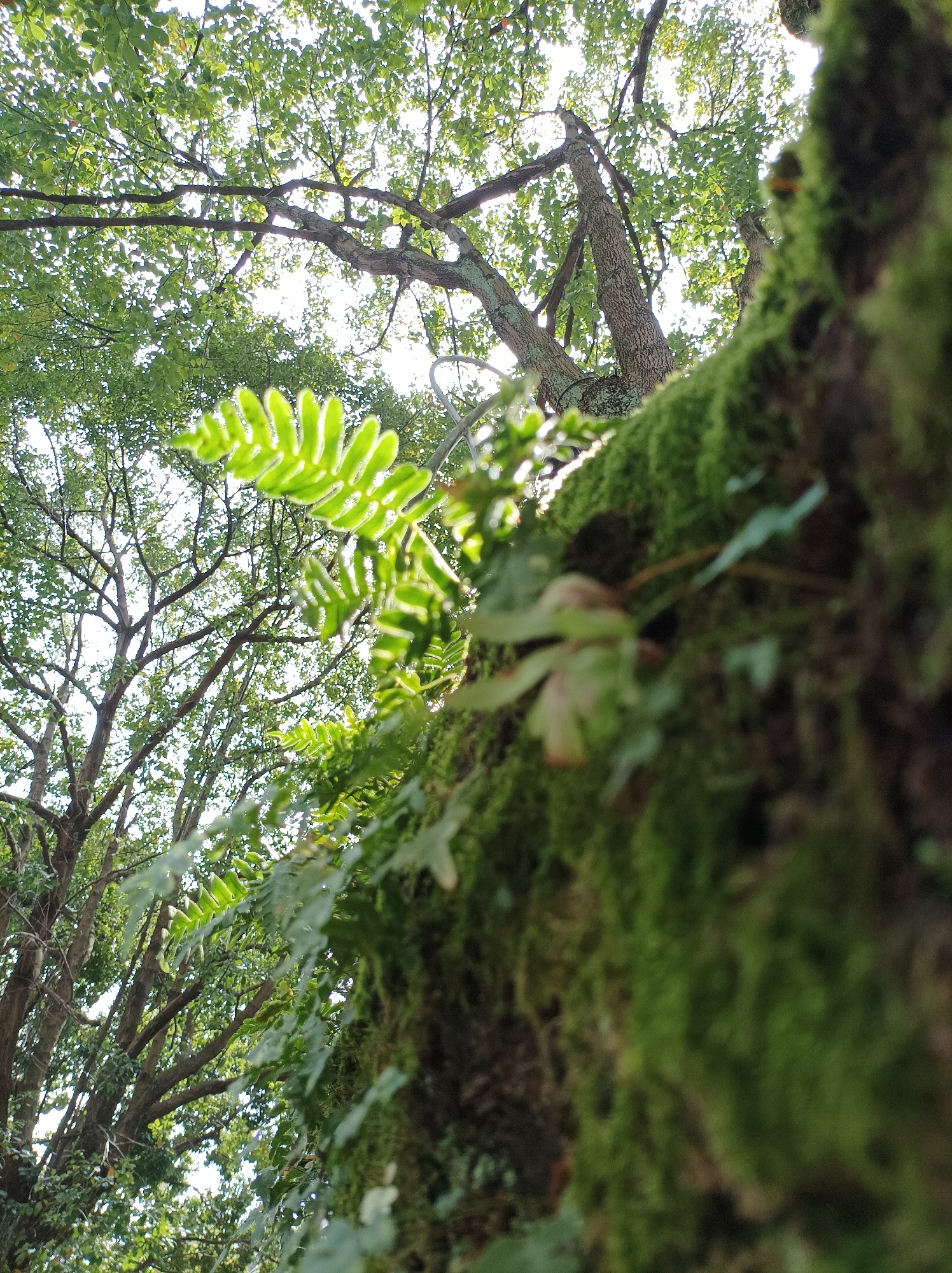 A low-angle outdoor shot shows a tree trunk covered in green moss and ferns, with other trees and foliage visible in the background. The sky is visible through the tree canopy. The location is consistent with a forest or park-like setting, possibly within the city of Batumi, Georgia.