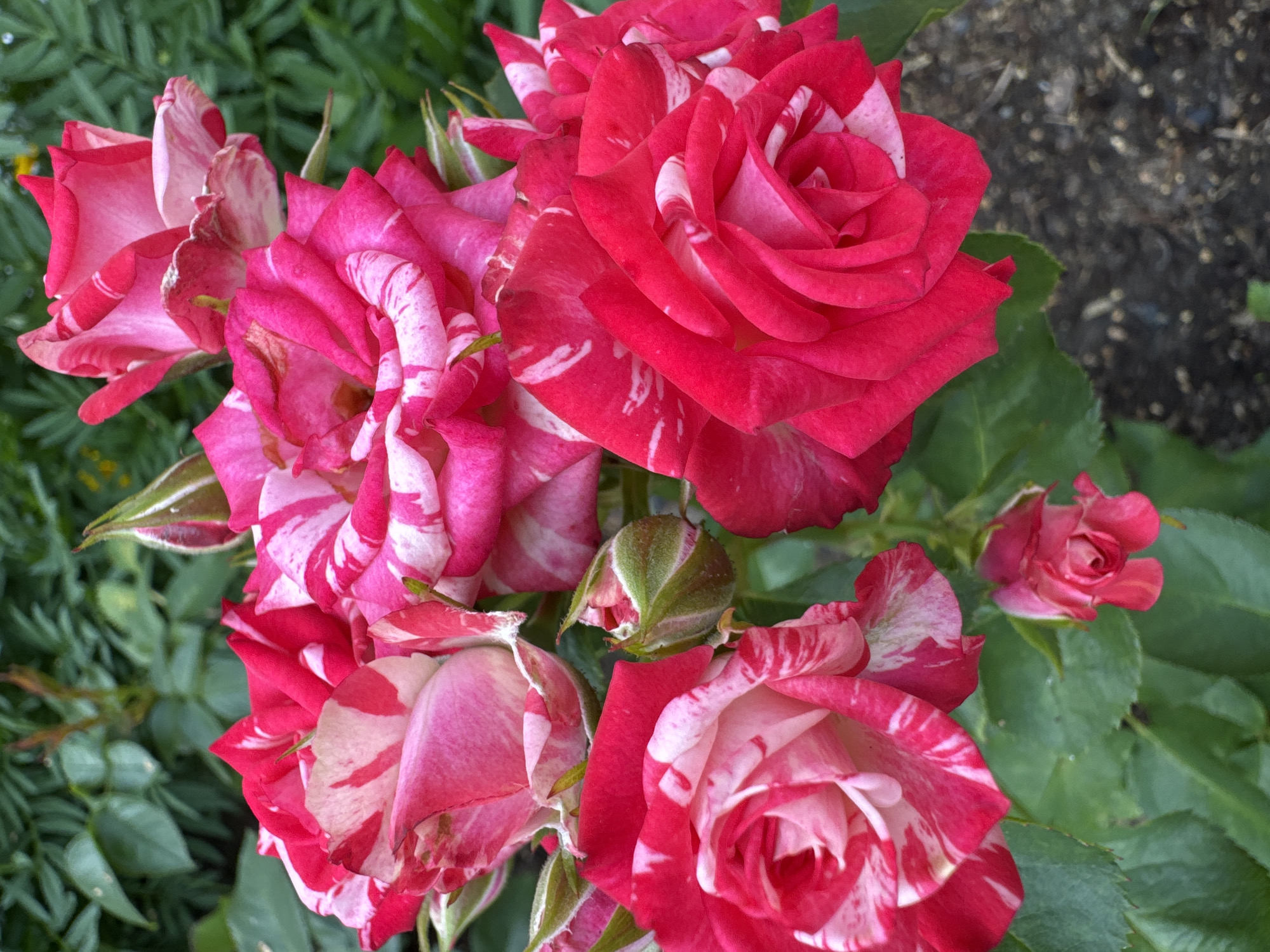 In a close-up, vertically oriented, outdoor shot, a cluster of vibrant pink and white variegated roses is the central focus. The roses, in various stages of bloom, display ruffled petals with distinct streaks of crimson and white. Some of the rosebuds are still tightly furled, showing green sepals. Lush green foliage forms the background, with a hint of dark soil at the bottom of the frame. The image does not contain any people, actions, or interactions, and there is no information provided regarding the specific location of Surgut, Russia.