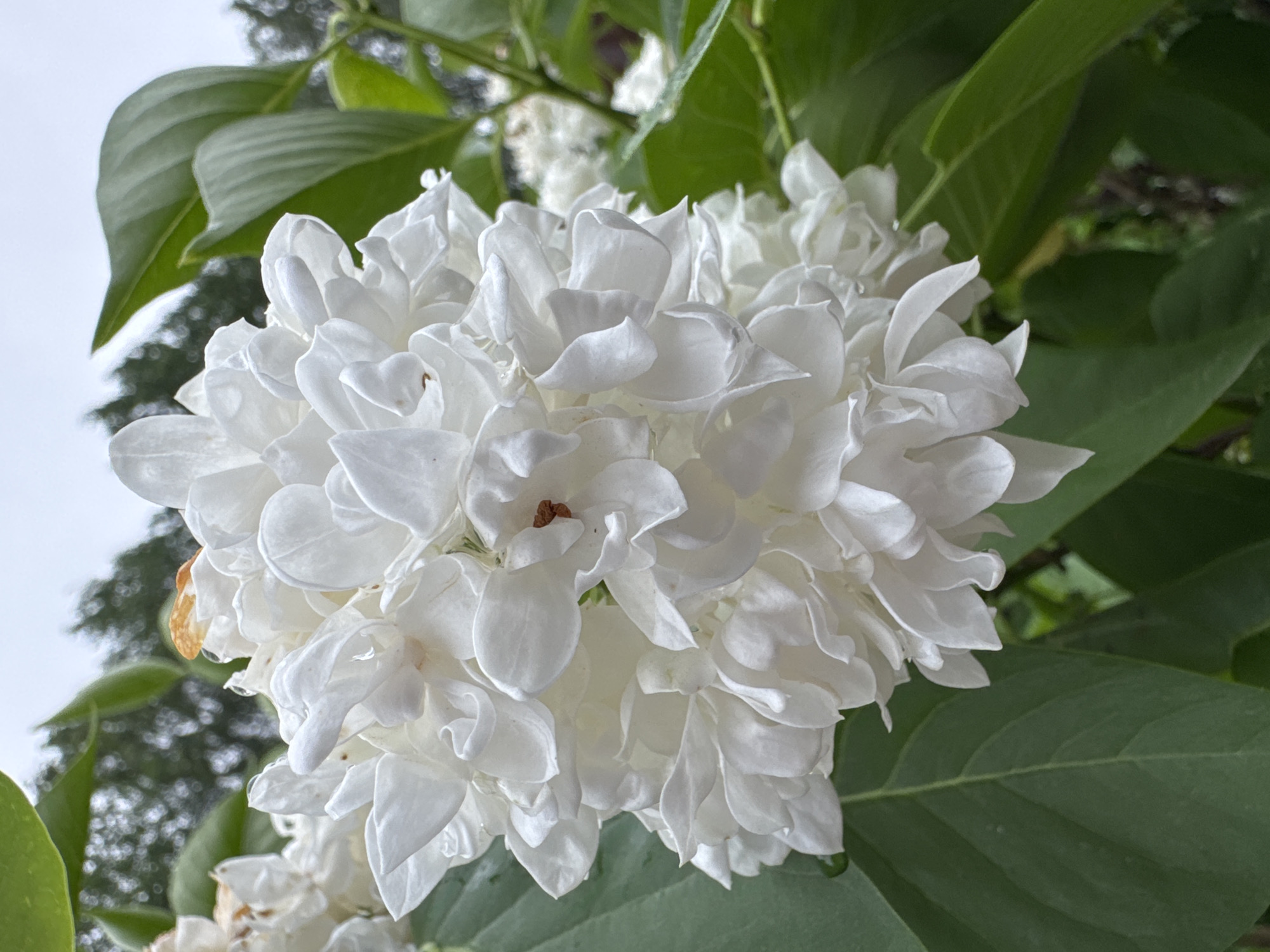 A close-up, eye-level shot captures a cluster of delicate white flowers, possibly lilacs, in full bloom. The flowers are densely packed, with many small petals overlapping to form a voluminous head. Some petals appear slightly translucent, and a few have small droplets of water on them, suggesting recent rain or dew. The background is softly blurred, showing lush green leaves and the indistinct shapes of trees. There are no people or any signs of human activity in the image. The overall impression is one of natural beauty and tranquility. The image does not contain any specific landmarks or details that would allow for a precise location within Steklyannyi, Russia.