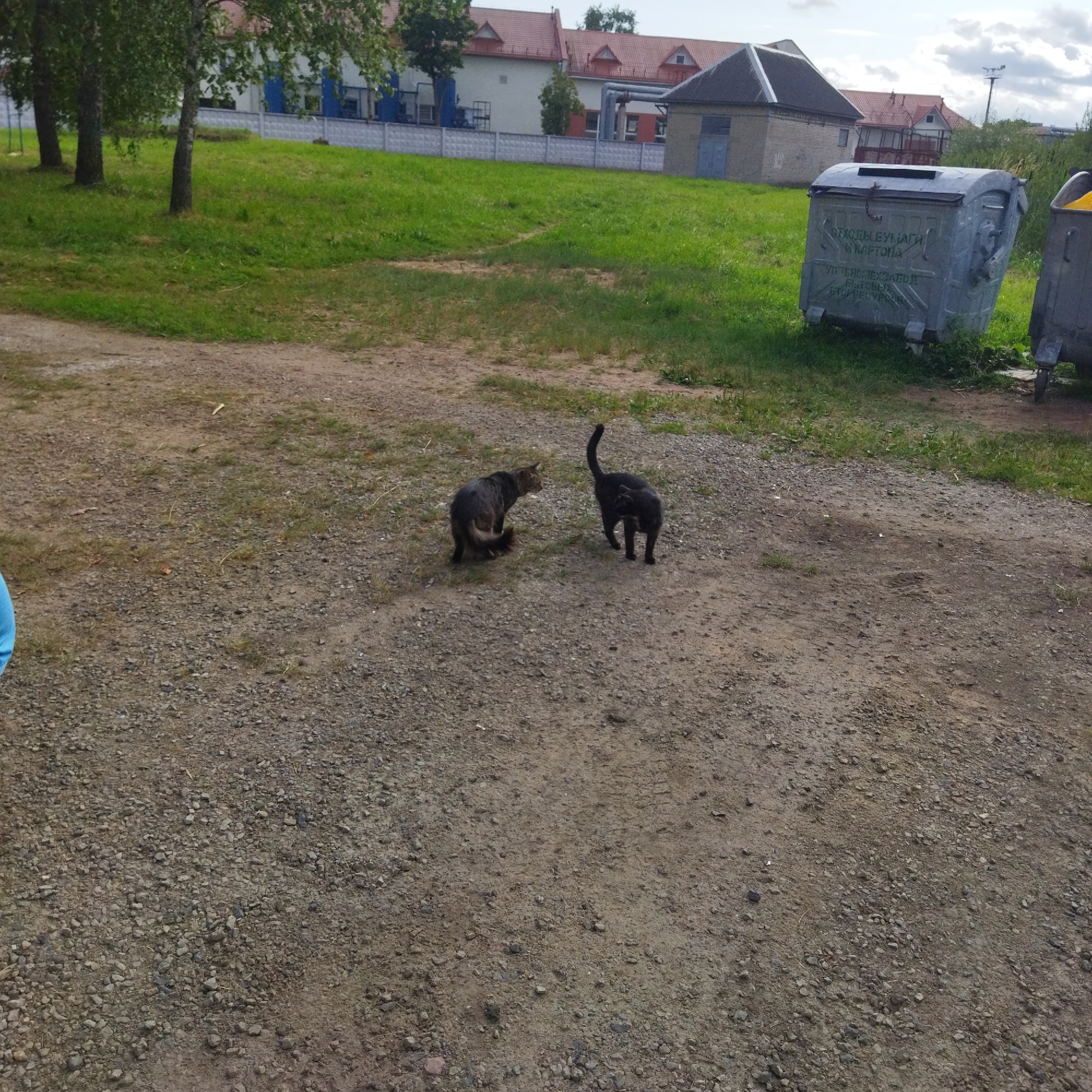 The image depicts an outdoor scene on a gravelly and grassy area, possibly a yard or alley, in Polatsk, Belarus. In the foreground, two cats are present on the gravel. One cat, a dark-colored tabby, is facing left, with its tail slightly raised. The other cat, a black cat, is facing the tabby, with its tail curled upwards.
In the background, a large, light-colored metal dumpster with a dark lid is visible, resting on the grass. Cyrillic writing is visible on the dumpster, suggesting it is for waste disposal. To the right of this dumpster, another similar dumpster is partially visible, also appearing to be for waste. Beyond the dumpsters, a long, light-colored concrete block fence runs horizontally. Behind the fence, there are buildings with red tiled roofs and white or light-colored walls, some with blue accents. Trees with green foliage are also scattered throughout the background, and a power line pole is visible on the horizon. The ground is a mixture of gravel and sparse green grass, with some dry leaves and debris scattered around. The sky is overcast with visible clouds.