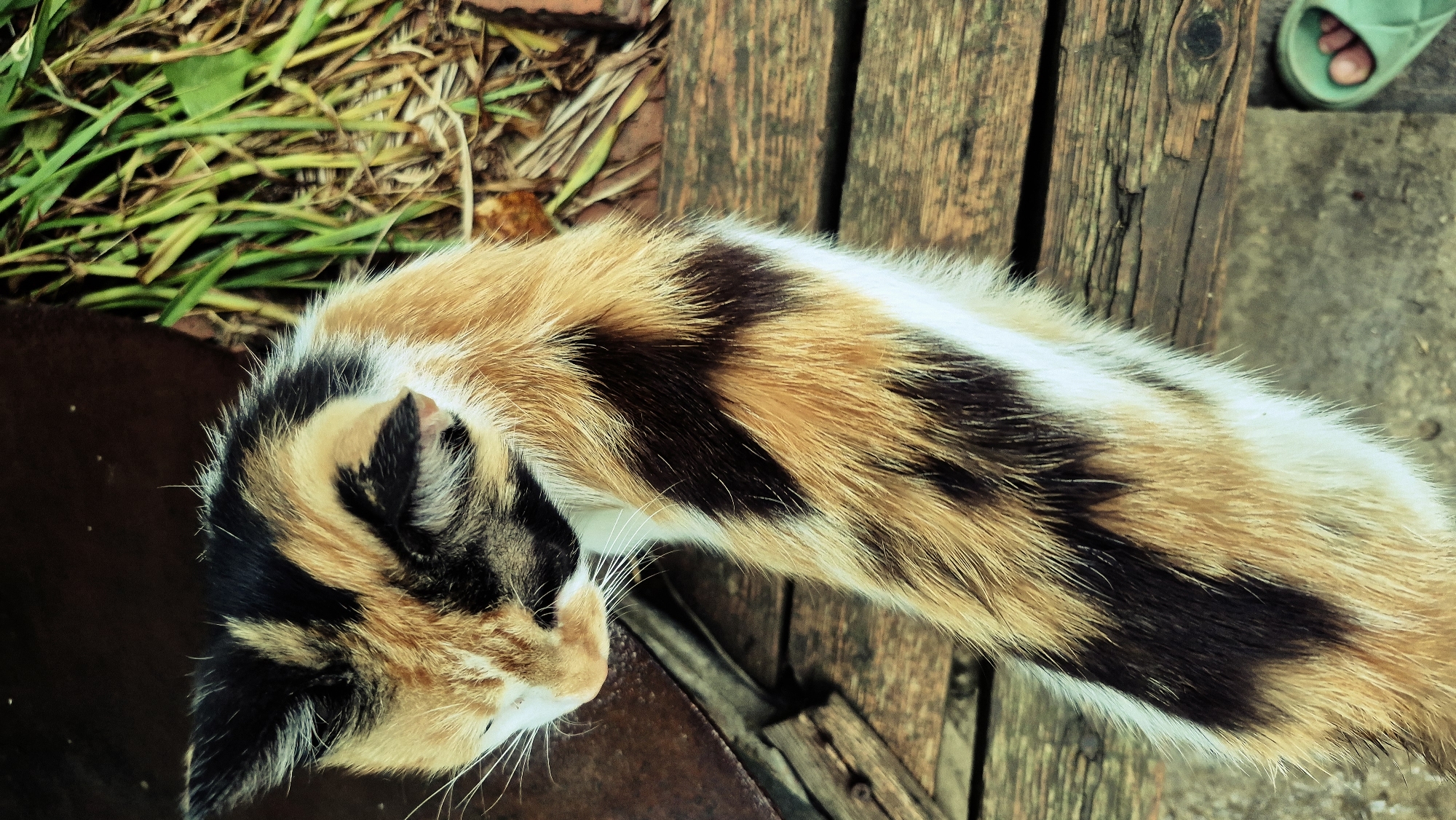 A calico cat with black, orange, and white fur is lying on a weathered wooden surface. The cat's head is turned down, obscuring its eyes. In the background, dried grass and green vegetation are visible. To the lower right of the frame, a person's bare foot wearing a light green sandal is visible. The scene appears to be outdoors, possibly in a yard or garden area. The location is identified as Ialoveni, Moldova.