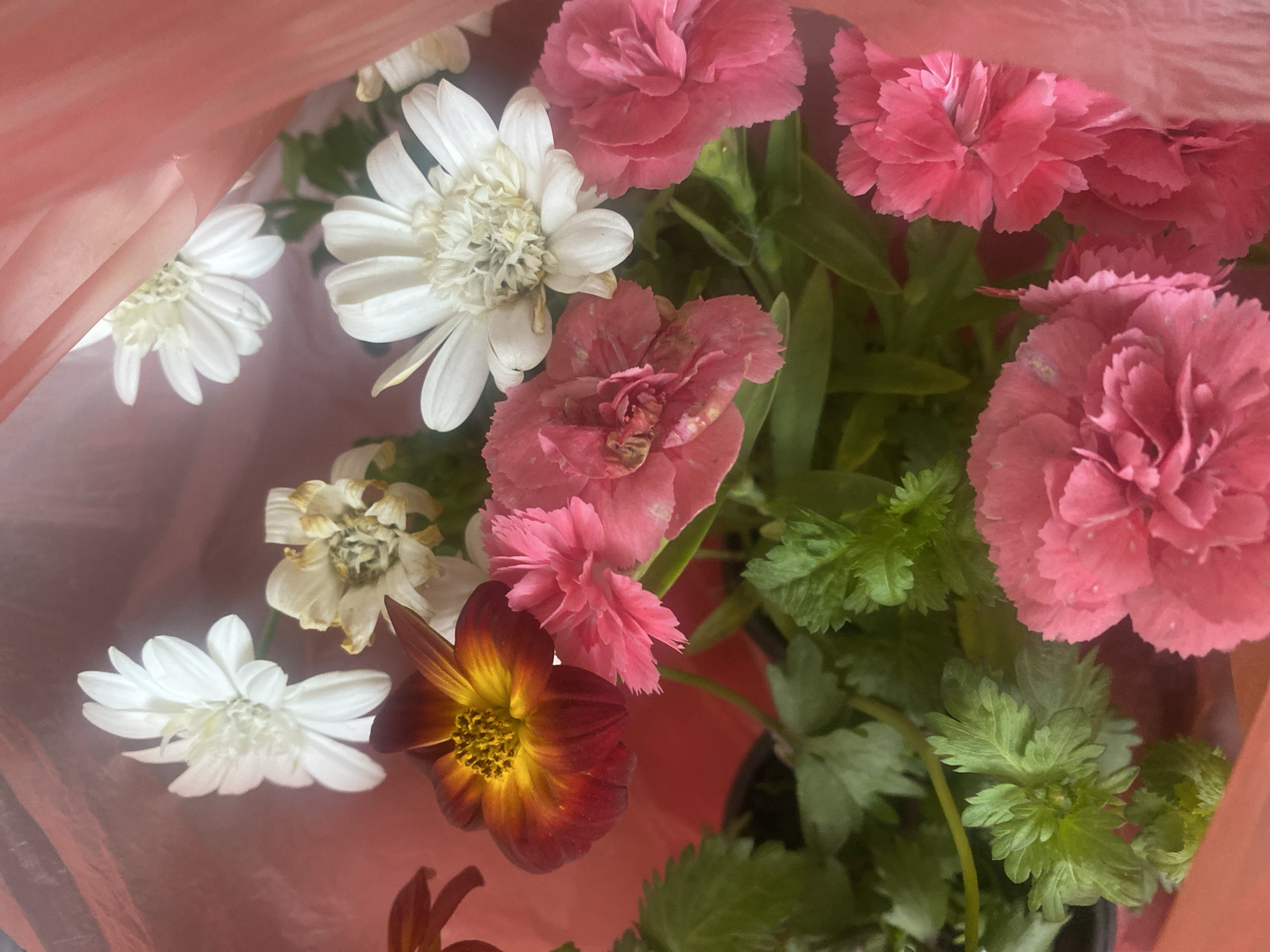 A close-up shot shows a bouquet of flowers, consisting of pink carnations, white daisies, and a dark red-yellow flower resembling a sunflower, inside a pink bag. The carnations and daisies are of varying freshness, with some appearing slightly wilted. Green foliage is visible among the flowers. The origin is irrelevant.