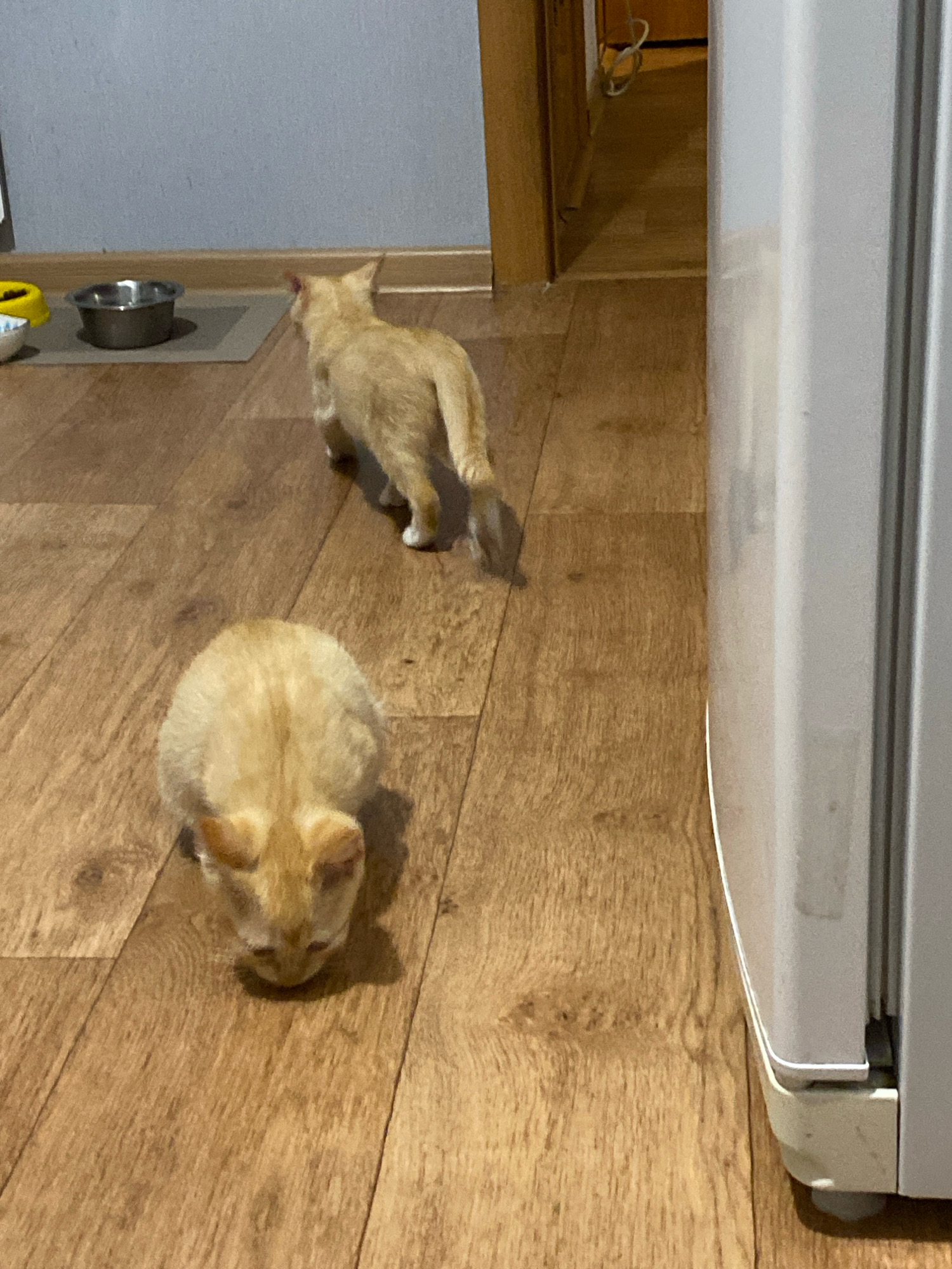 Two light-brown kittens are on a wooden floor inside a room. One kitten is in the foreground, facing down with its head low to the floor. The second kitten is in the midground, facing away from the camera and walking toward the right side of the frame. In the background, there are two pet bowls, a mat, and a door. The scene is illuminated by artificial light. There is no information to suggest the location is in Zhlobin, Belarus.